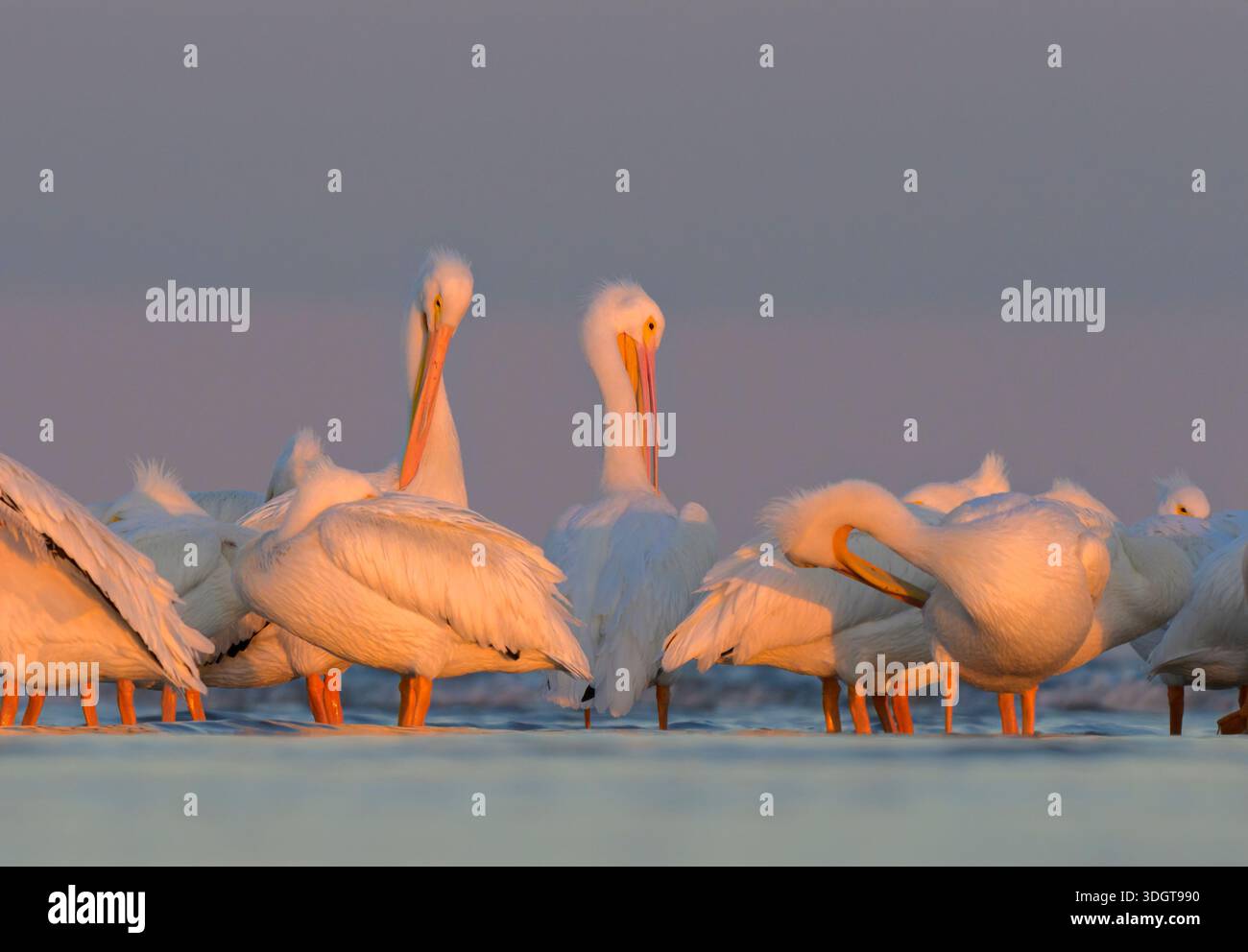 Pélicans blancs d'Amérique (Pelecanus erythrorhynchos) se préparant et se reposant sur la plage de l'océan sous la lumière du coucher du soleil pendant l'hiver, Galveston, Texas, États-Unis Banque D'Images