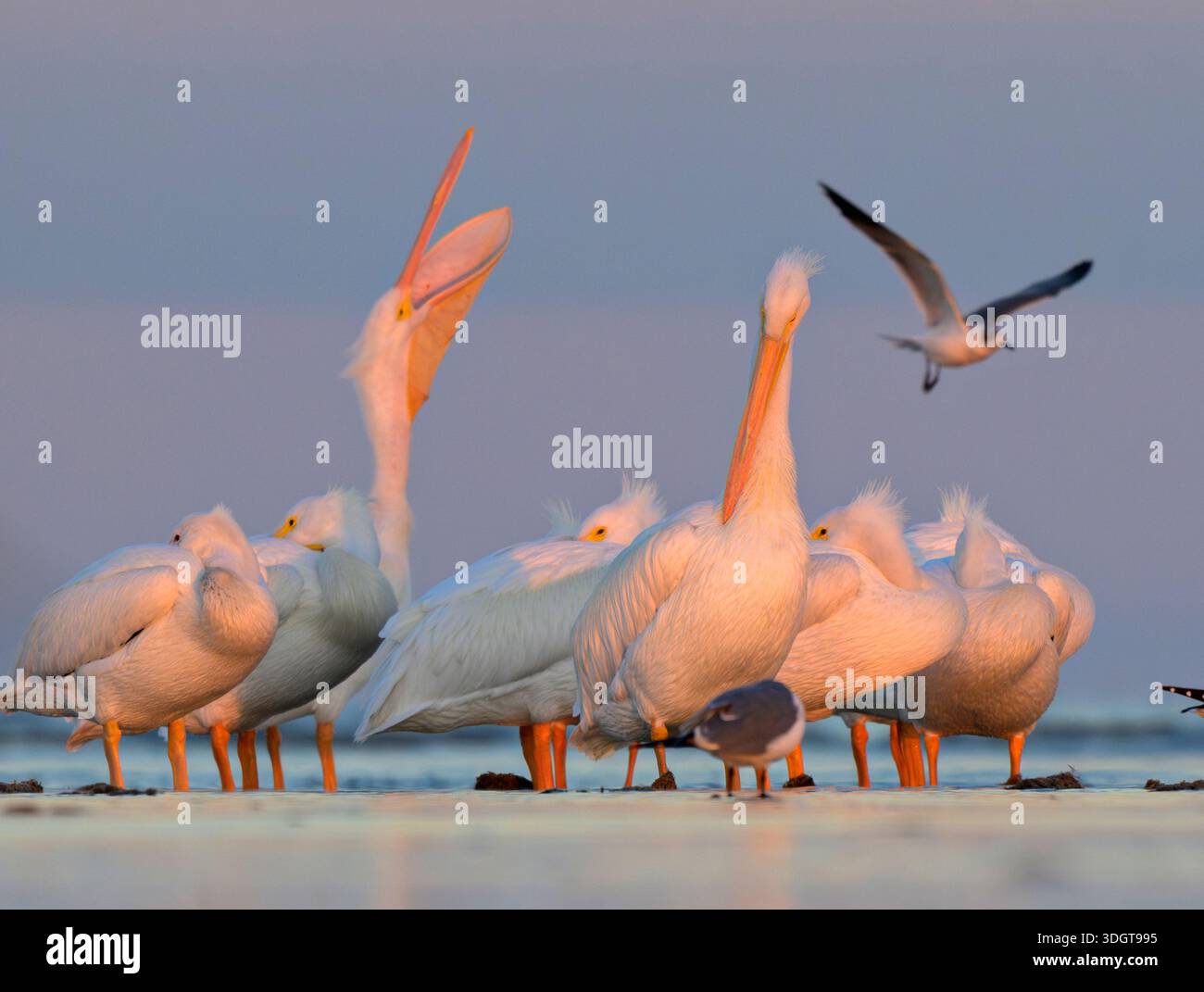 Pélicans blancs américains (Pelecanus erythrorhynchos) se préparant et se reposant sur la plage de l'océan sous la lumière du coucher du soleil, avec un mouette volant, Galveston, TX, USA Banque D'Images