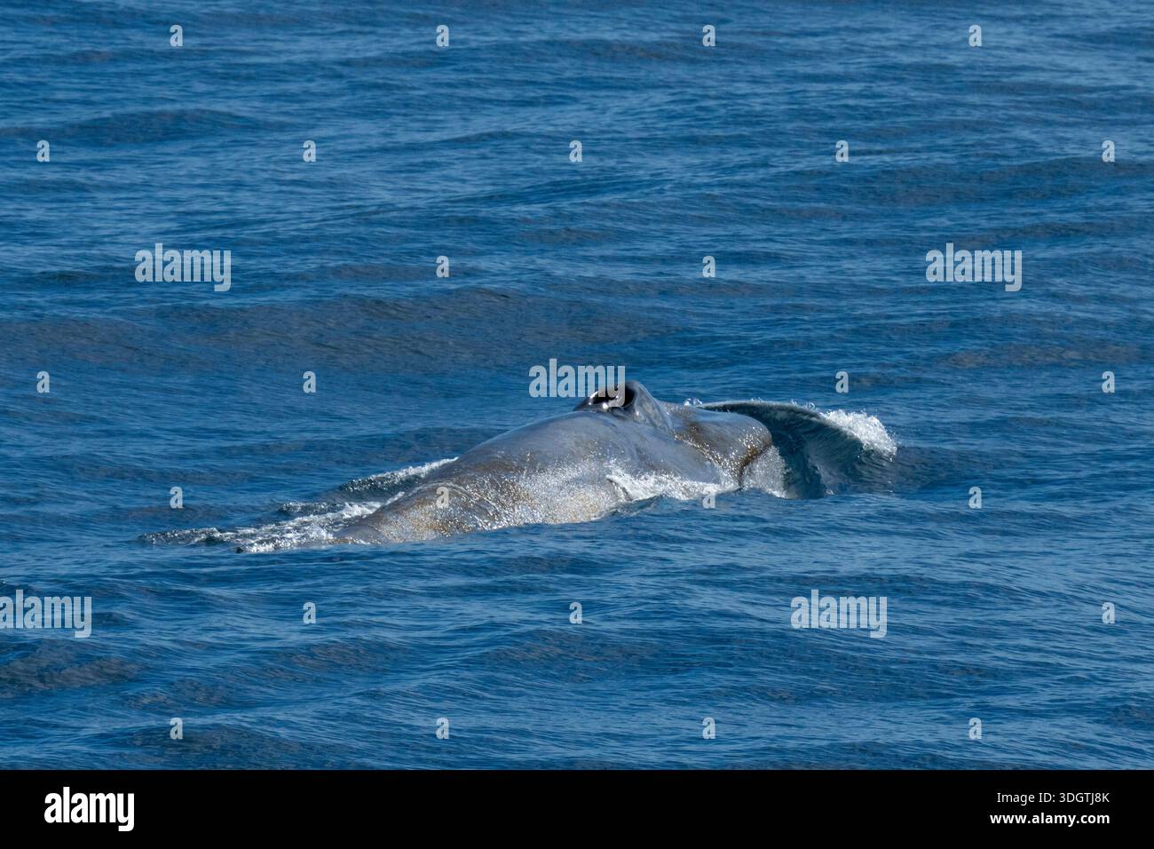 Baleine bleue (Balaenoptera musculus), Géorgie du Sud. Banque D'Images