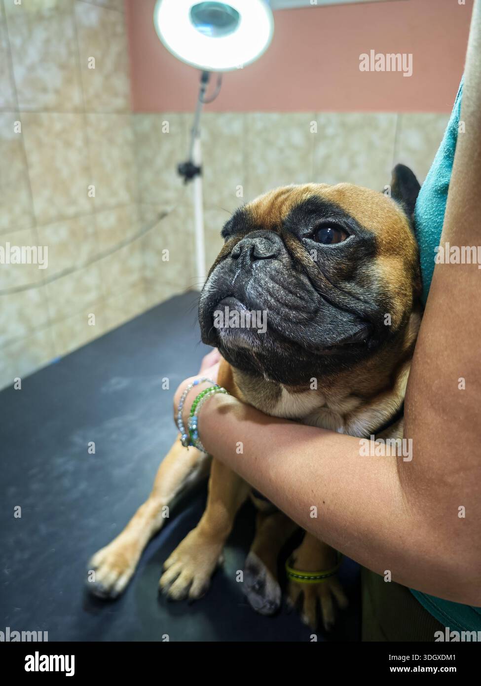 Gros plan d'un bouledogue français tenu et réconforté par son propriétaire lors d'un bilan vétérinaire. Banque D'Images