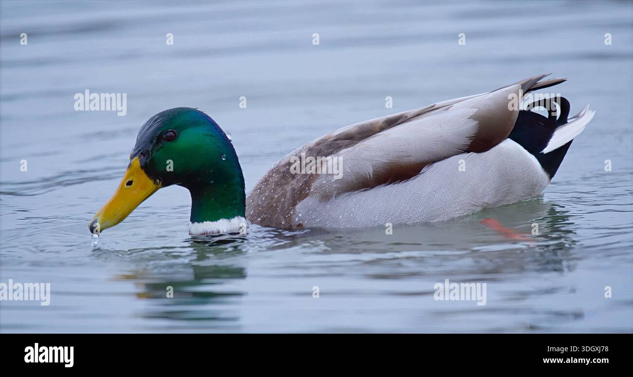 Canard reposant paisiblement, paisible Mallard Drake dérivant sur l'eau plate avec la lumière subtile du soleil d'hiver Banque D'Images