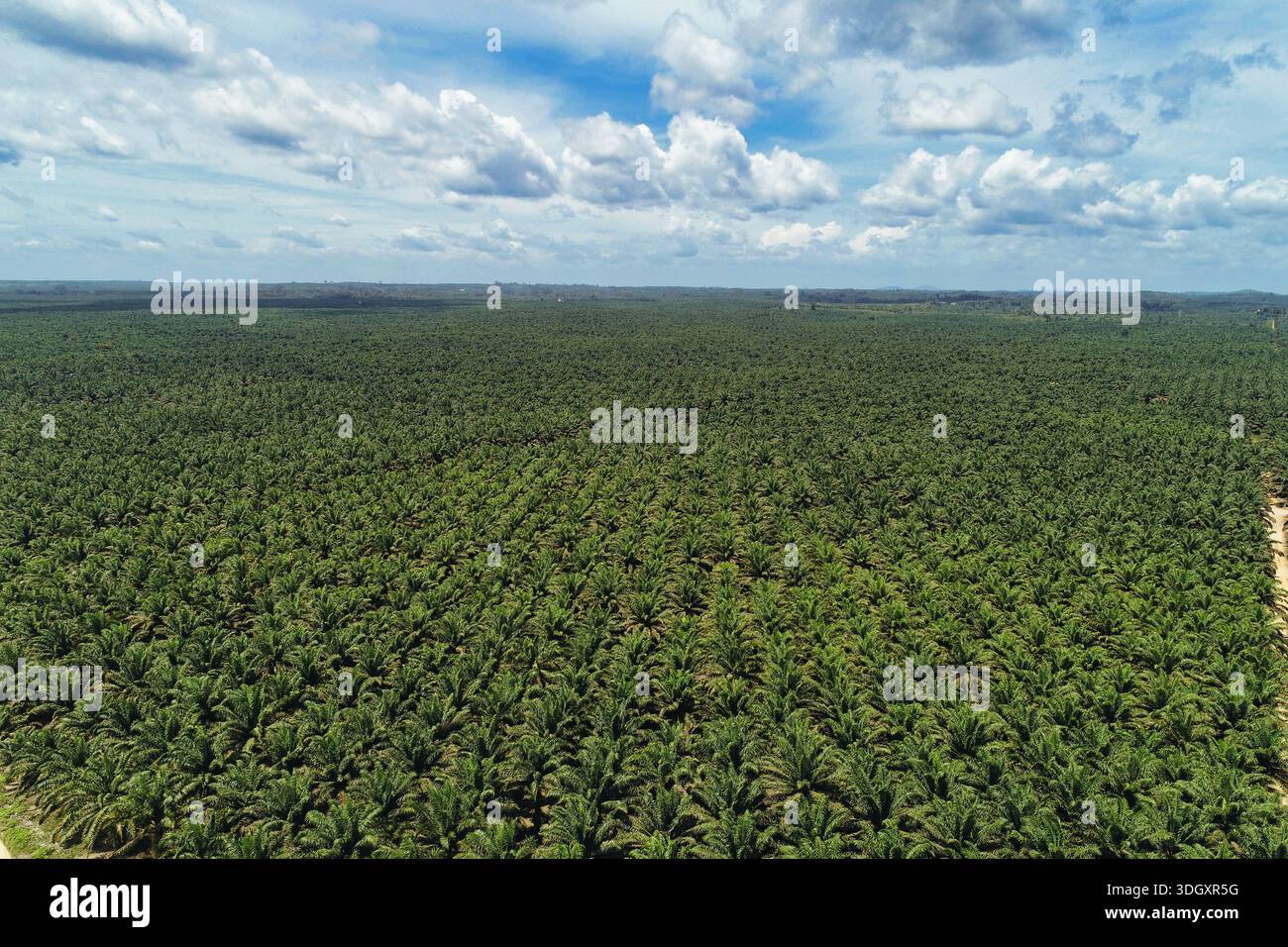 Vue aérienne cinématographique de la plantation de palmiers à huile sans fin à Bornéo : paysage agricole montrant l'immense échelle de la production d'huile de palme et de l'utilisation des terres Banque D'Images