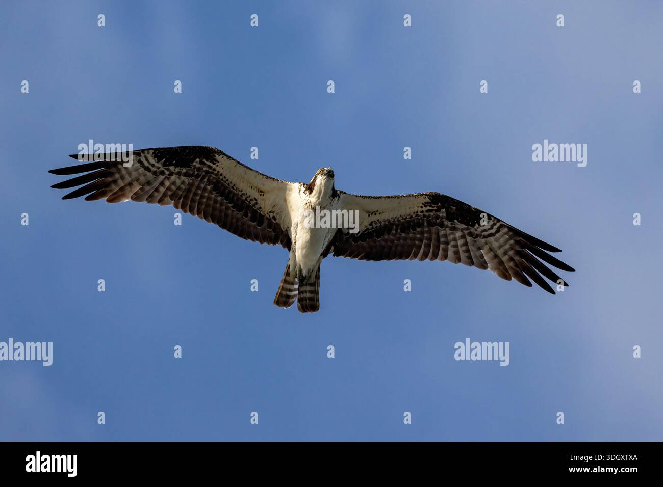 Osprey (Pandion haliaetus) en vol - Pompano Beach, Floride, États-Unis Banque D'Images