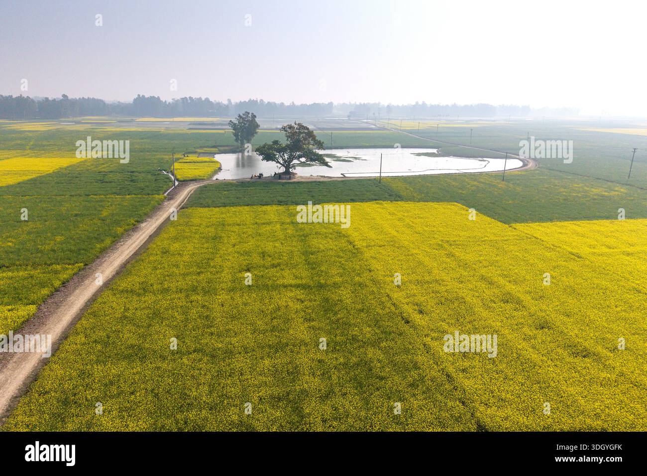 Vue aérienne des champs de moutarde jaune vibrants à Chalan Beel, Sirajganj, Bangladesh pendant la saison hivernale. Banque D'Images