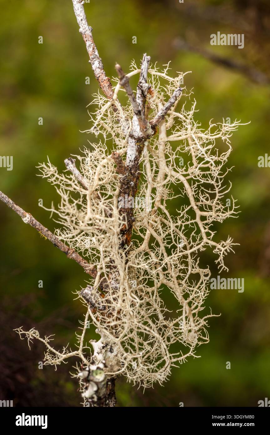 Gros plan d'Usnea lichen gris-vert pâle (Barbe du vieil homme) poussant sur une branche d'arbre sombre avec un fond vert doux et naturel, île de Santa Cruz, Gal Banque D'Images