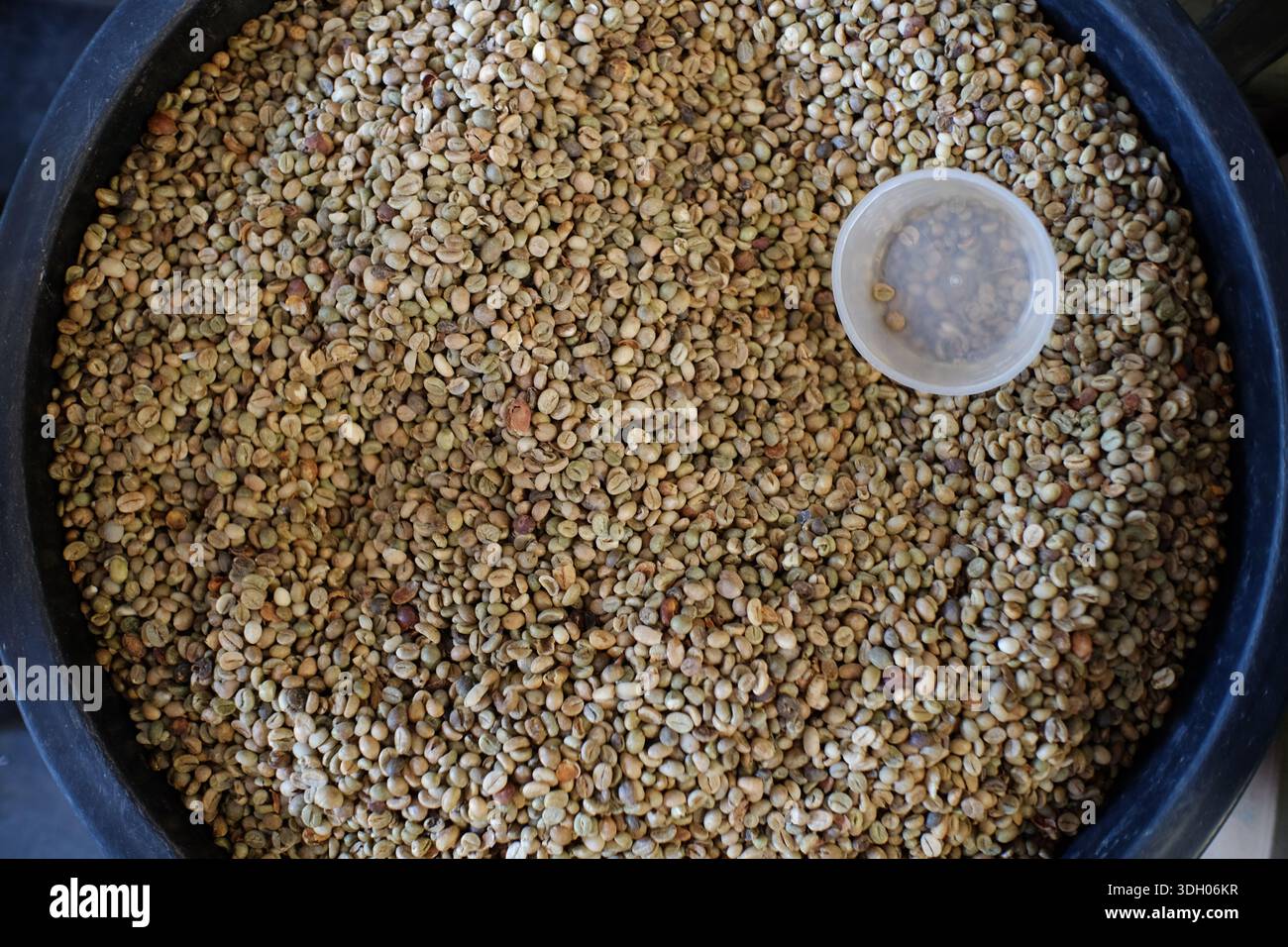 Grains de café crus avant torréfaction. Banque D'Images