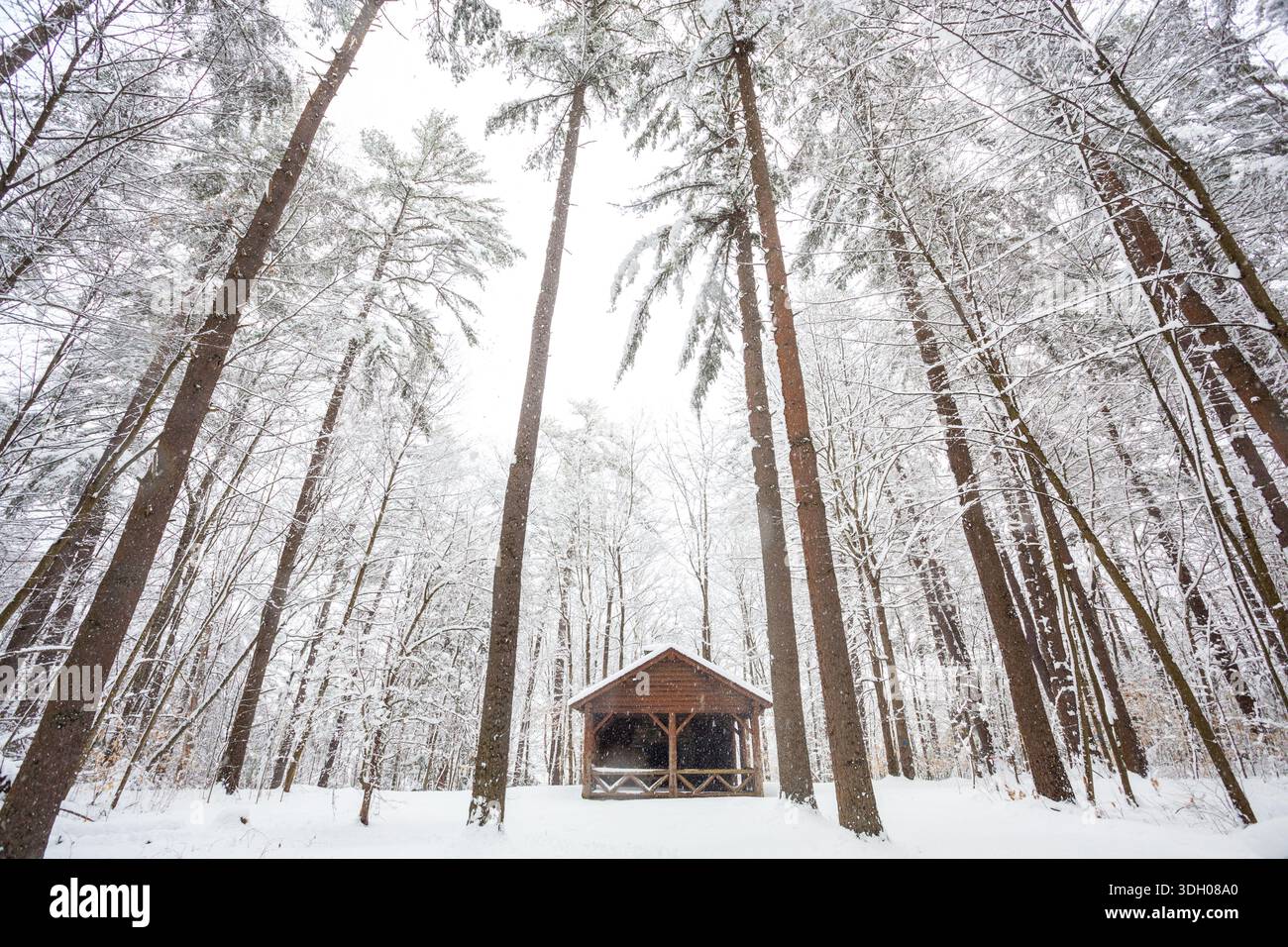 Cabane d'hiver sous de grands arbres dans la tempête de neige Banque D'Images