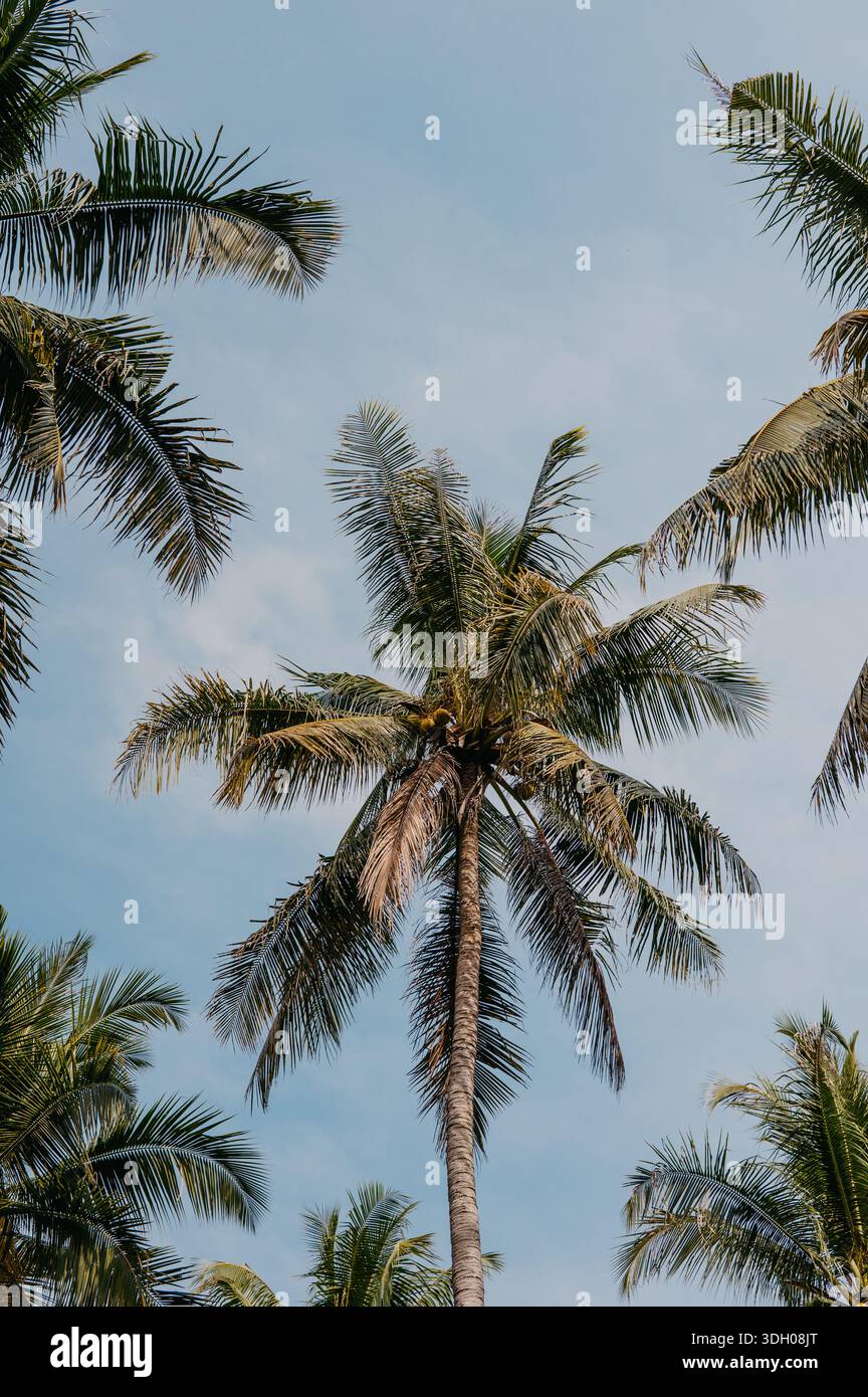 Tall Coconut Palm Tree contre Blue Sky sur Koh Kood, Thaïlande Banque D'Images