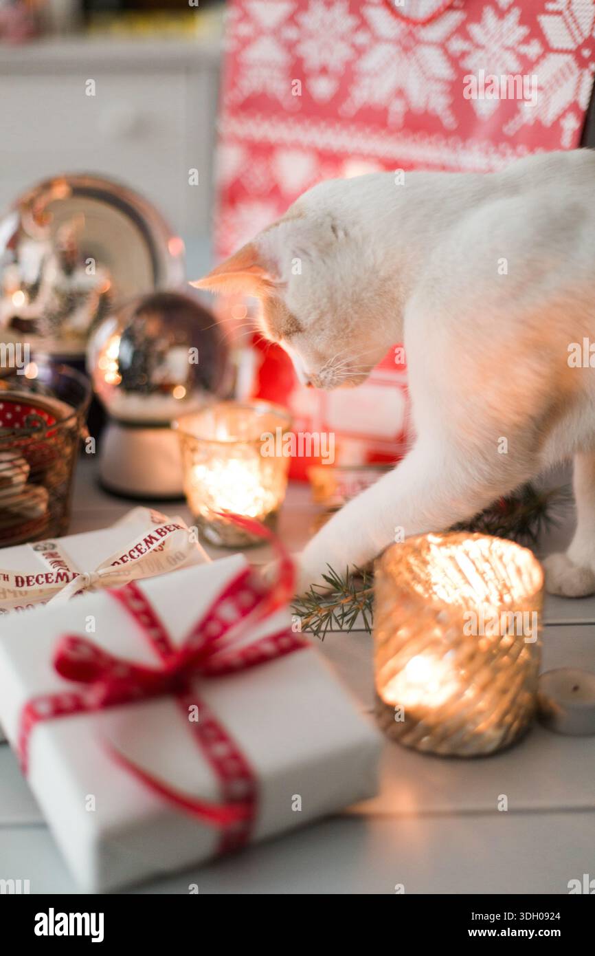 Chat jouant avec des cadeaux de noël Banque D'Images