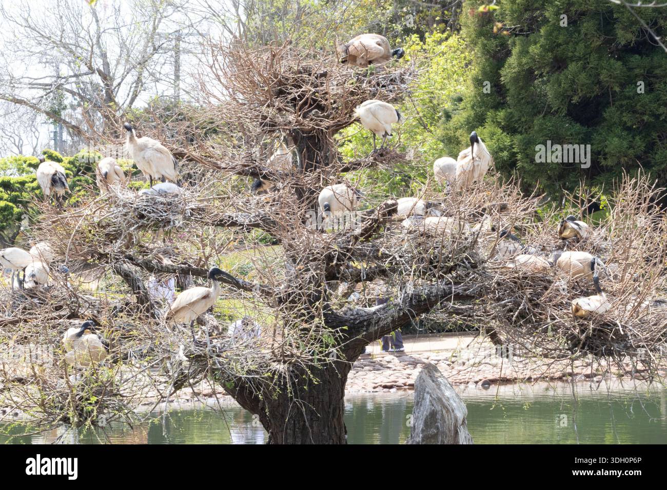 Les ibis blancs australiens, communément connus sous le nom de poulets BIN, se rassemblent dans un arbre dans les jardins japonais Toowoomba. Banque D'Images