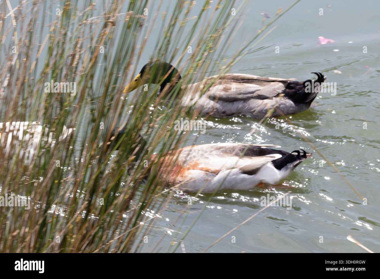 Les canards nagent dans un étang aux jardins japonais Toowoomba, entourés de jardins paysagers et de plans d'eau. Banque D'Images