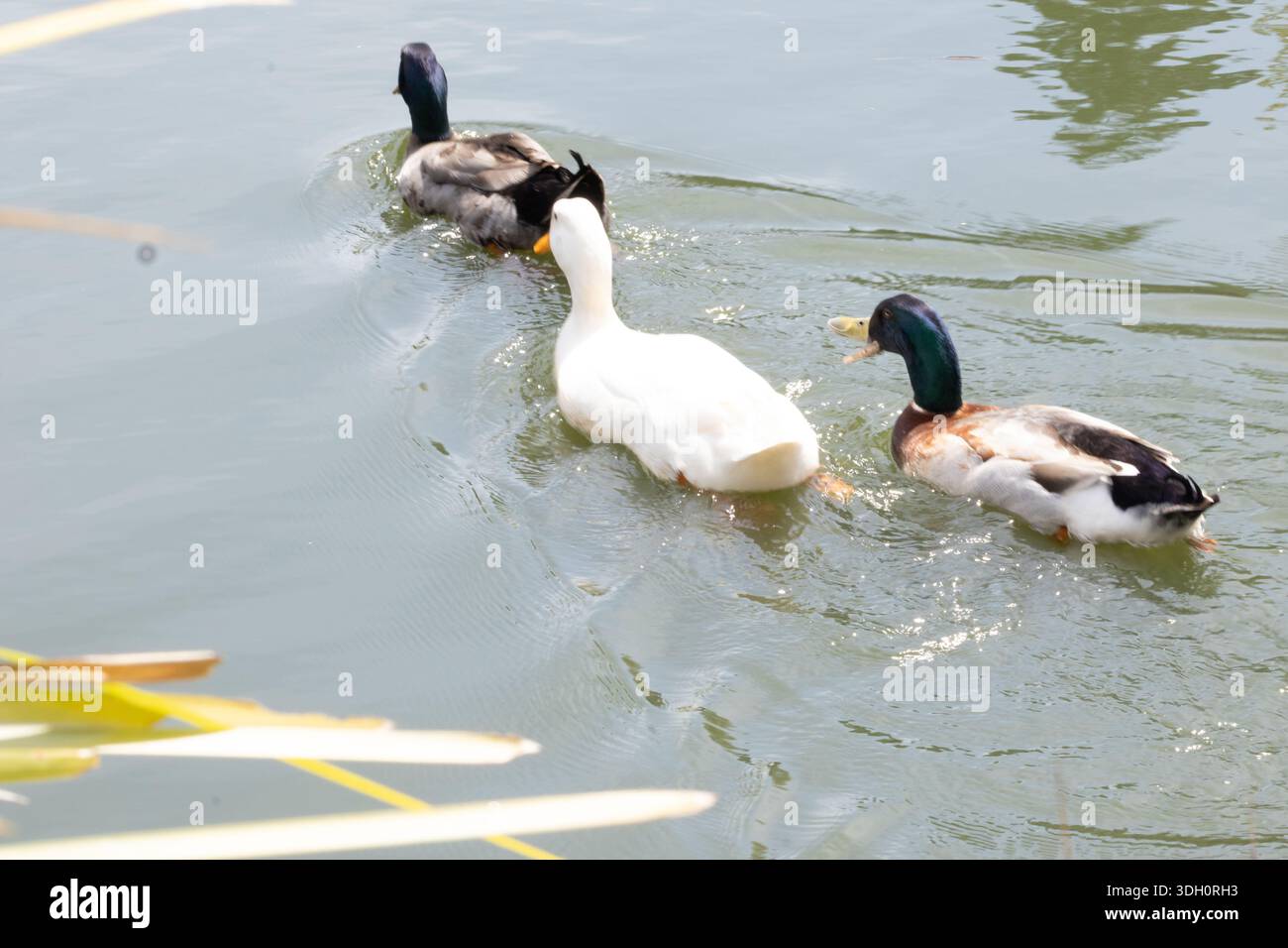 Les canards nagent dans un étang aux jardins japonais Toowoomba, entourés de jardins paysagers et de plans d'eau. Banque D'Images