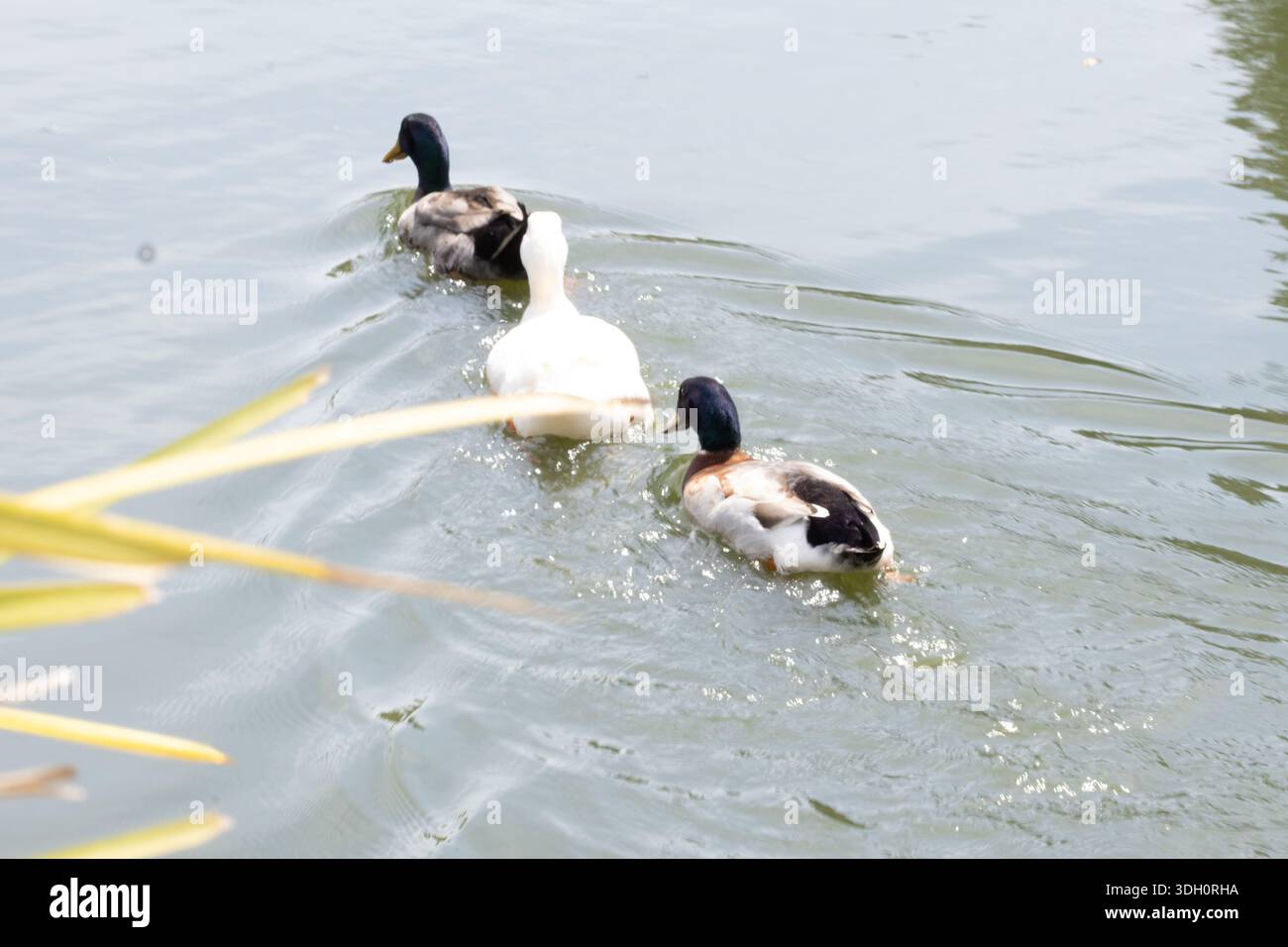 Les canards nagent dans un étang aux jardins japonais Toowoomba, entourés de jardins paysagers et de plans d'eau. Banque D'Images