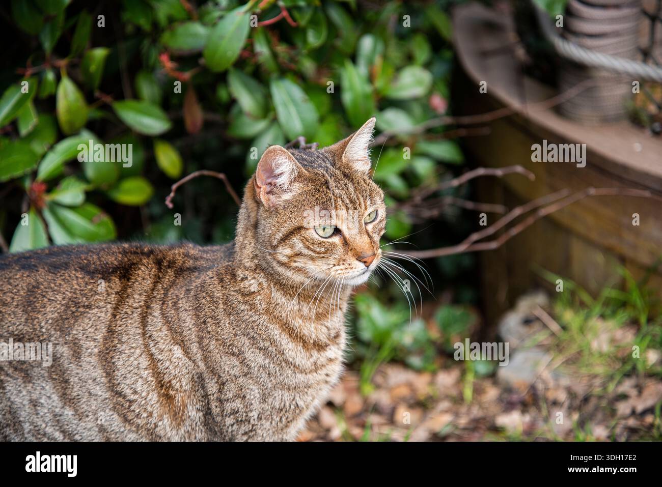 chat brun devant des feuilles vertes. chat brun. Banque D'Images