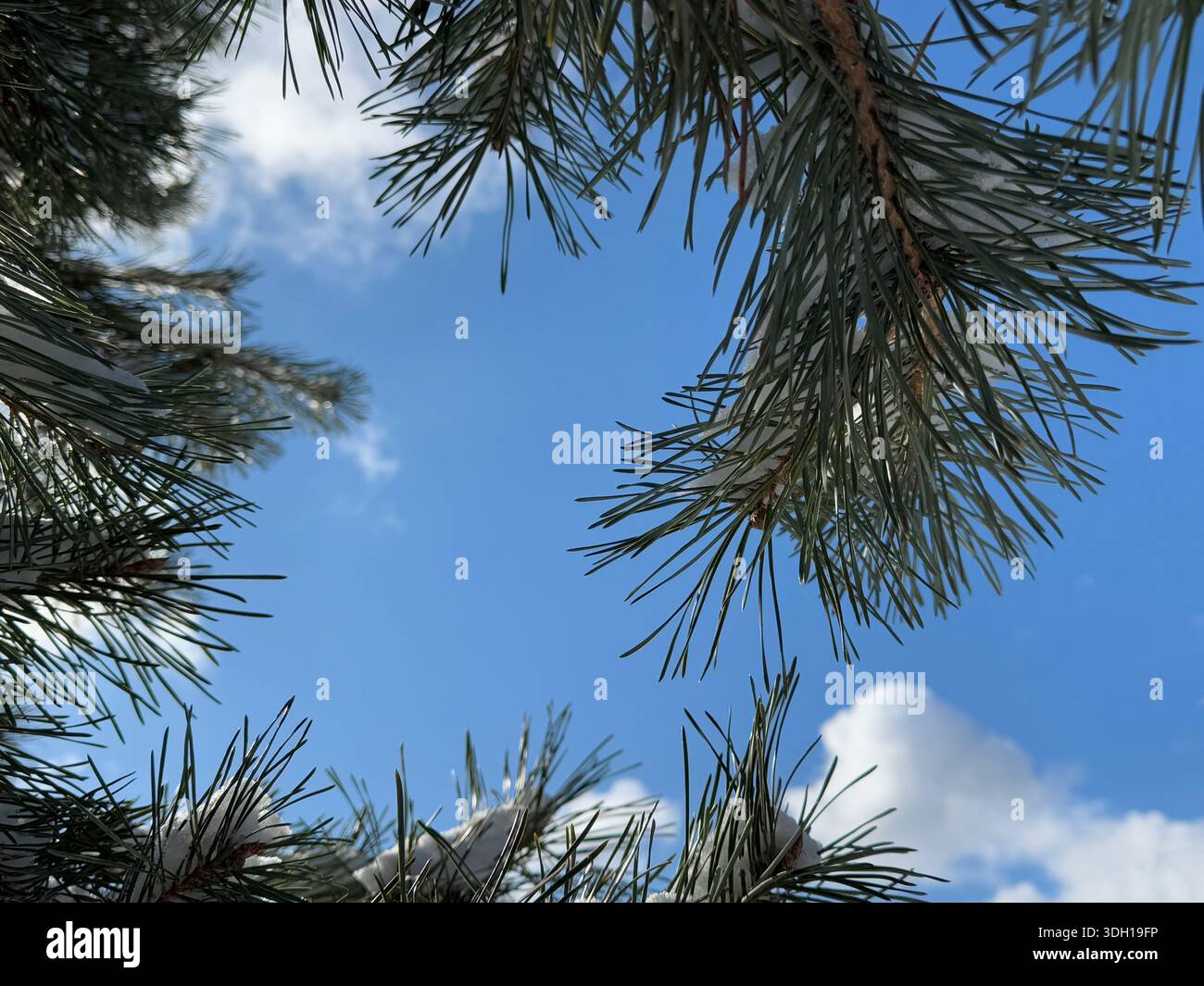 Pinède dans la forêt hivernale Banque D'Images