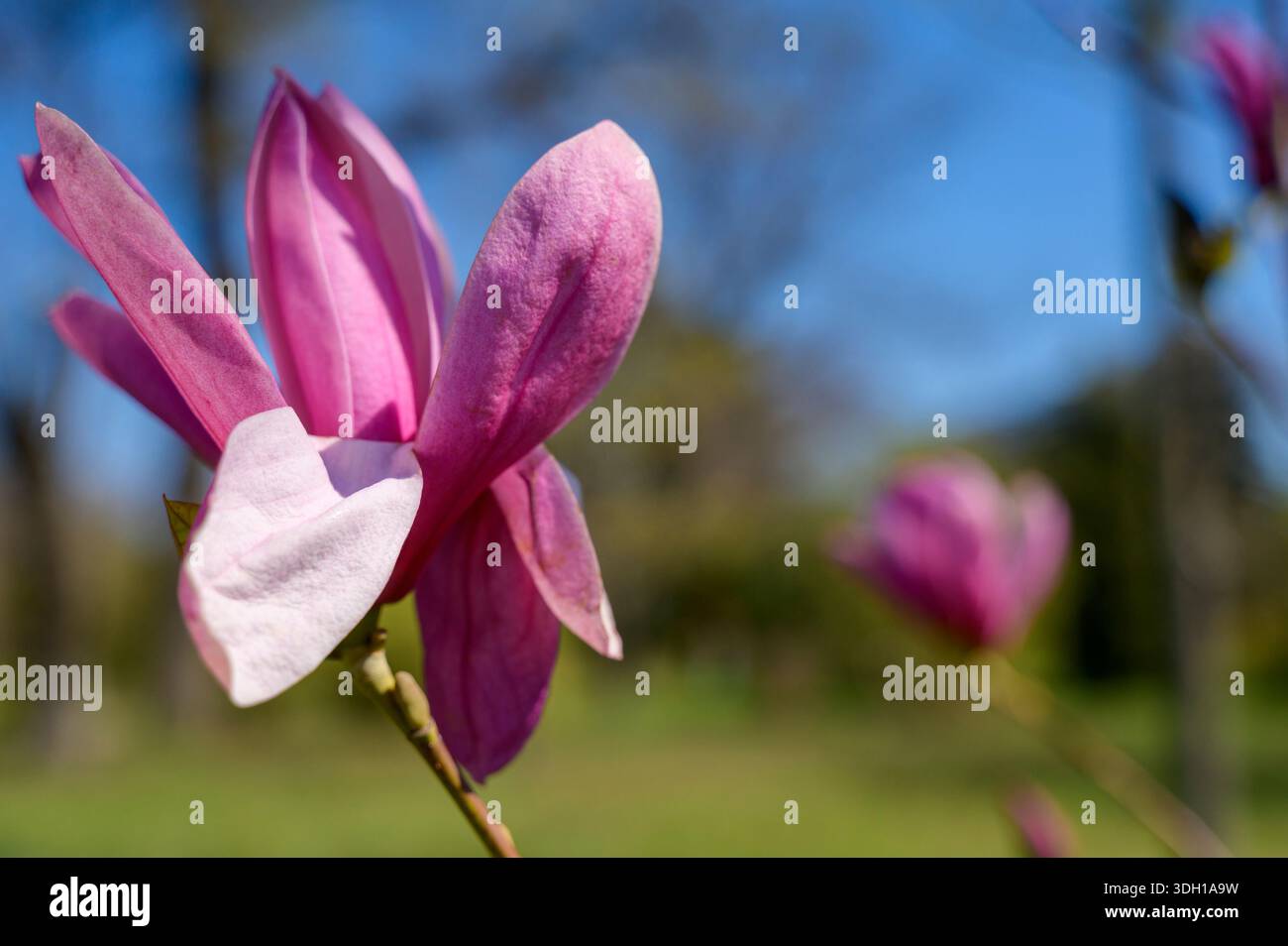 Gros plan de fleur rose Magnolia soulangeana fleurissant dans un parc printanier. Concept de beauté naturelle, renaissance saisonnière et jardin botanique frais Banque D'Images