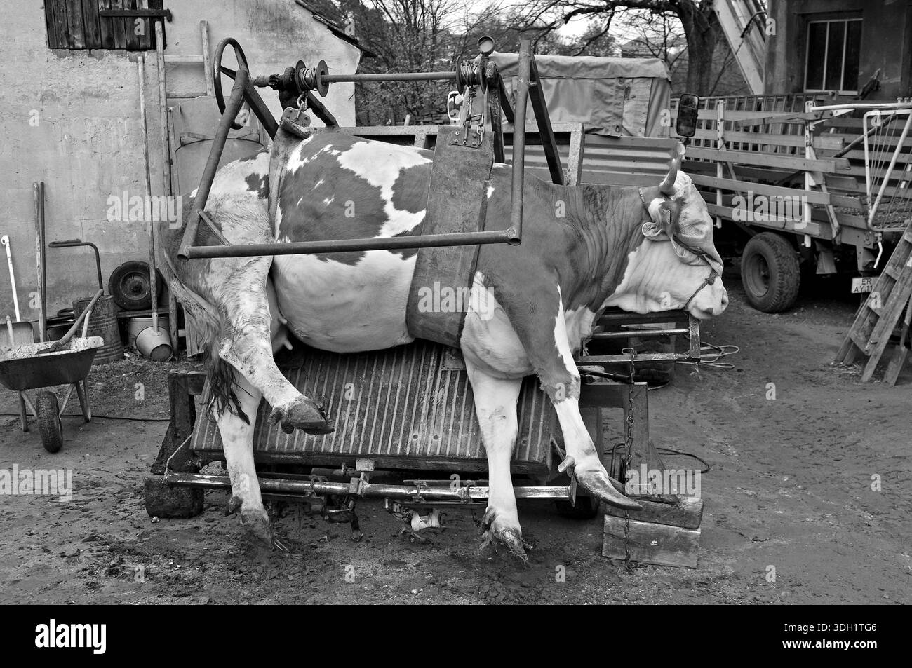 Vache attachée sur table de coupe de sabot, sur une ancienne ferme franconienne, noir et blanc, Bavière, Allemagne Banque D'Images