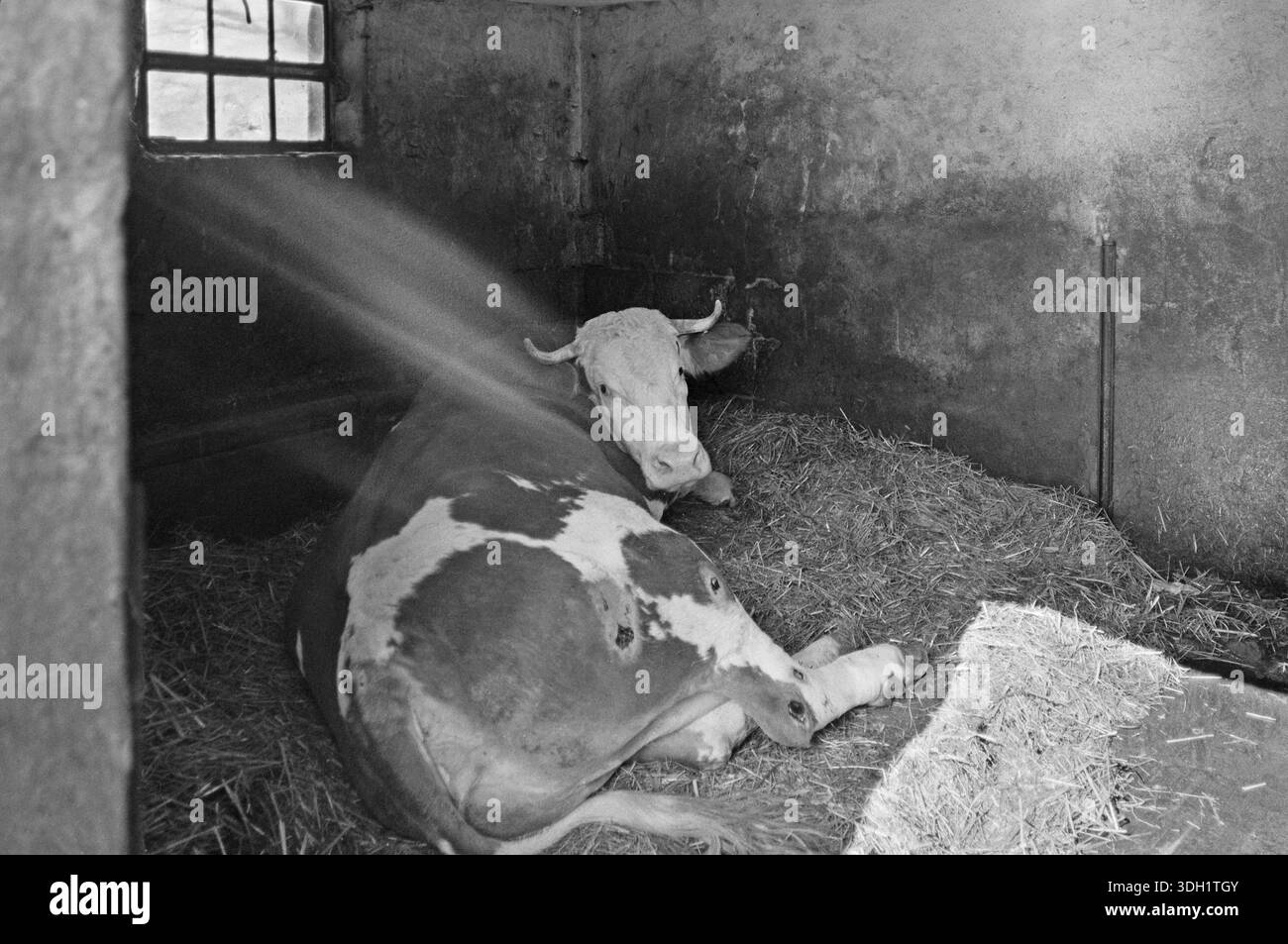 Vache dans une petite écurie sur paille, ancienne ferme franconienne, noir et blanc, Bavière, Allemagne Banque D'Images