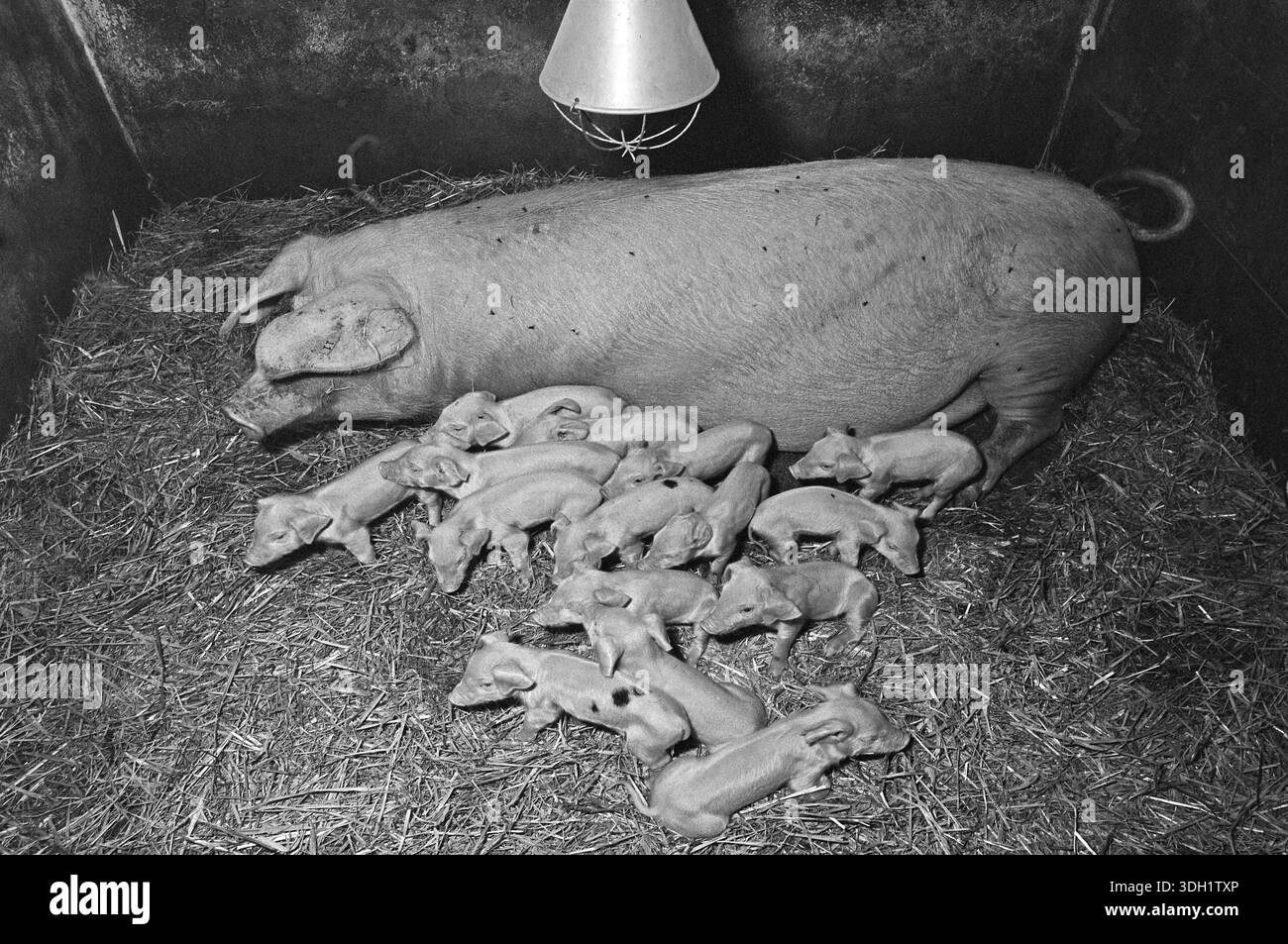 Mère semer avec 15 porcelets sur paille, ancienne ferme franconienne, noir et blanc, Bavière, Allemagne Banque D'Images