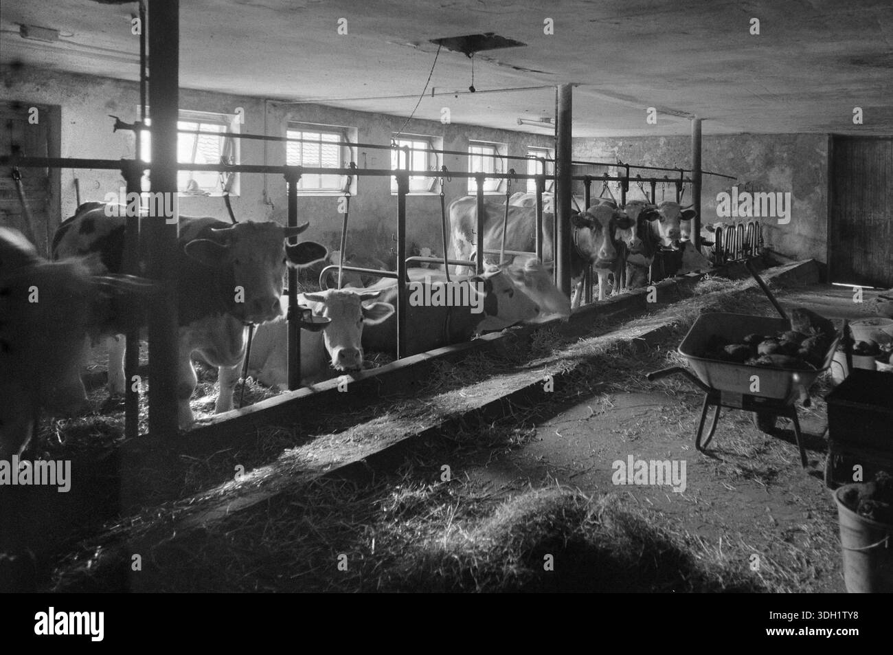 Vaches laitières dans une étable en amarre, sur une ancienne ferme franconienne, noir et blanc, Bavière, Allemagne Banque D'Images
