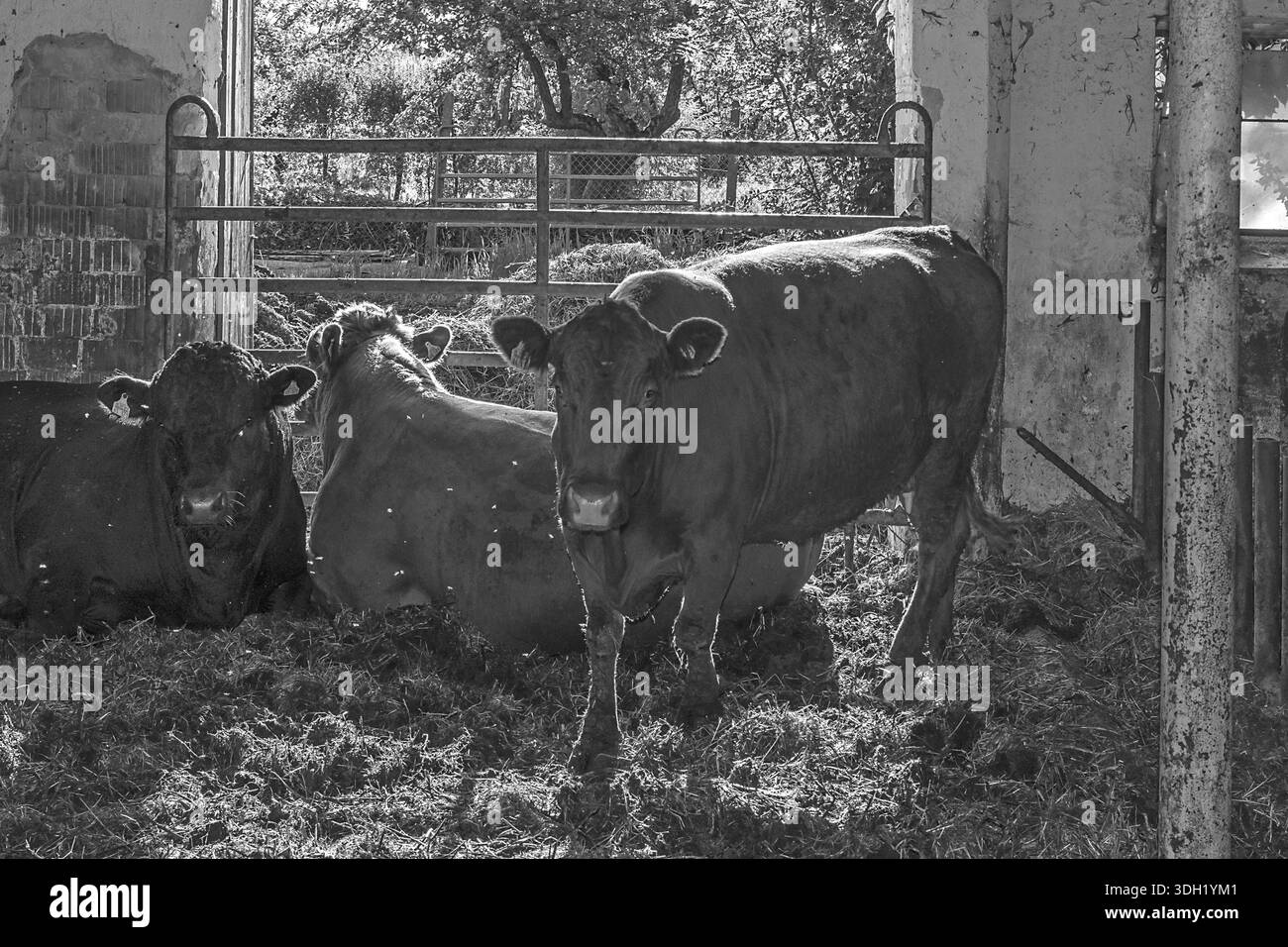 Vaches et taureaux dans un parc pour enfants sur une vieille ferme, noir et blanc, Franconie, Bavière, Allemagne Banque D'Images
