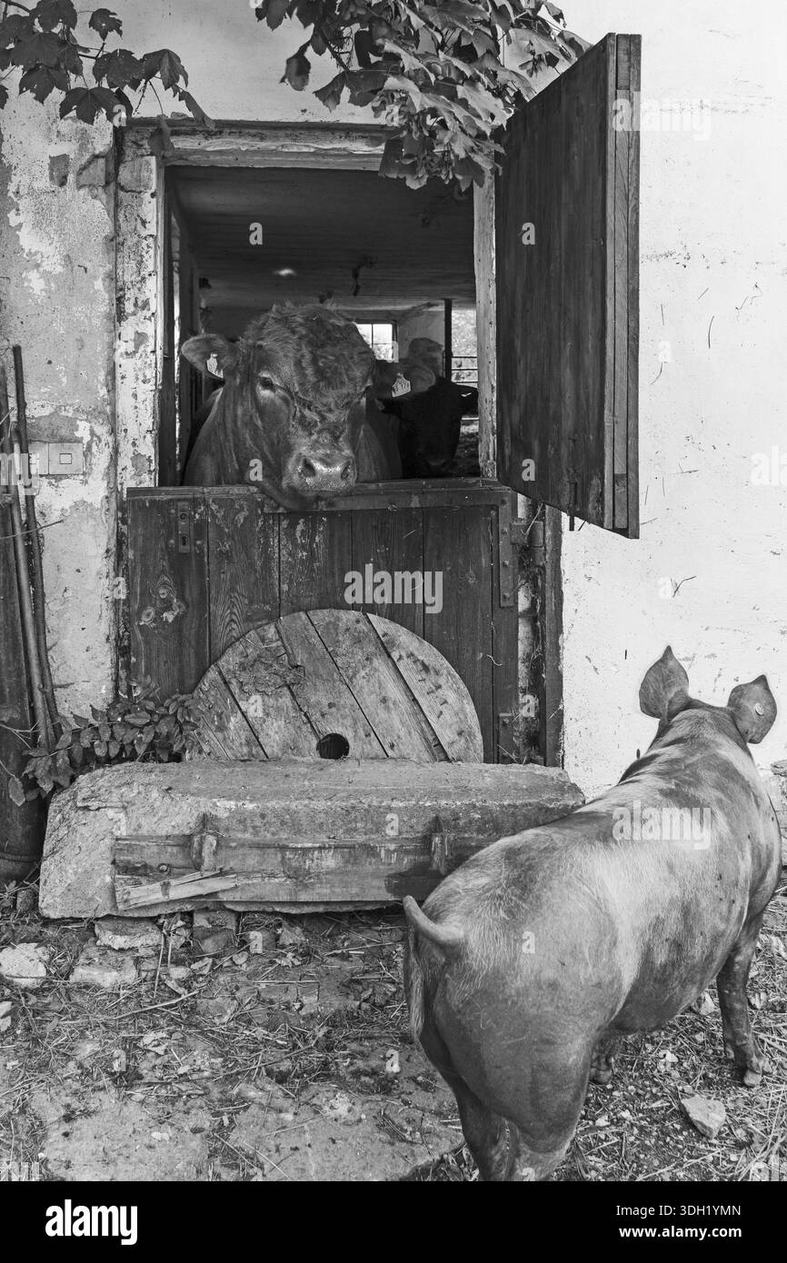 Jeune taureau regardant par une porte d'étable, une mère cochon devant, dans une vieille ferme, Bavière, Allemagne Banque D'Images