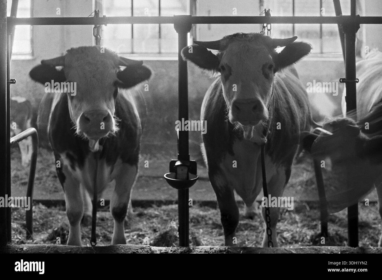 Vaches dans une étable, attachées à une ancienne ferme franconienne, Bavière, Allemagne Banque D'Images