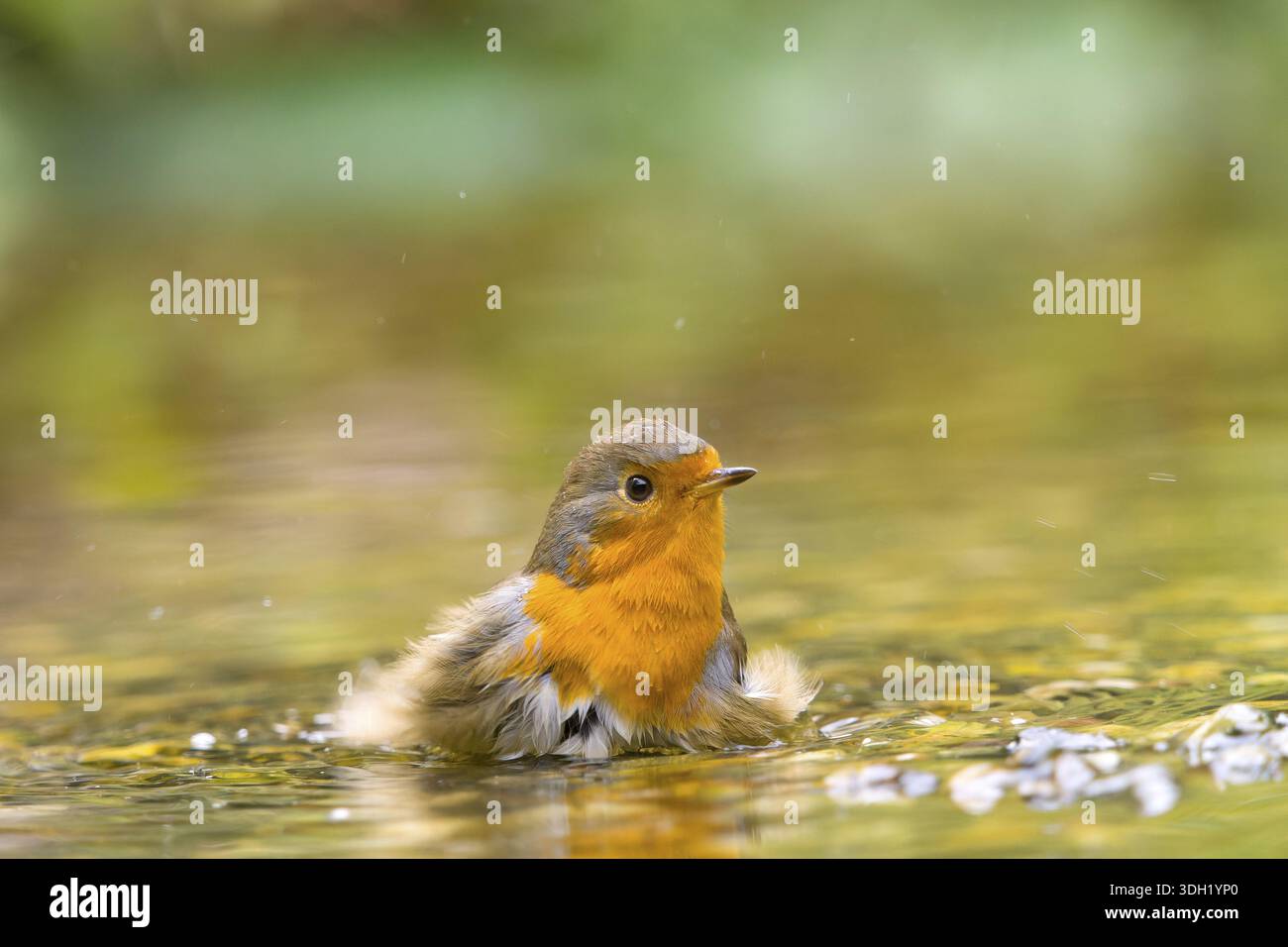 Un robin (Erithacus rubecula) bat ses ailes dans l'eau dans un environnement naturel, Solms, Hesse, Allemagne Banque D'Images