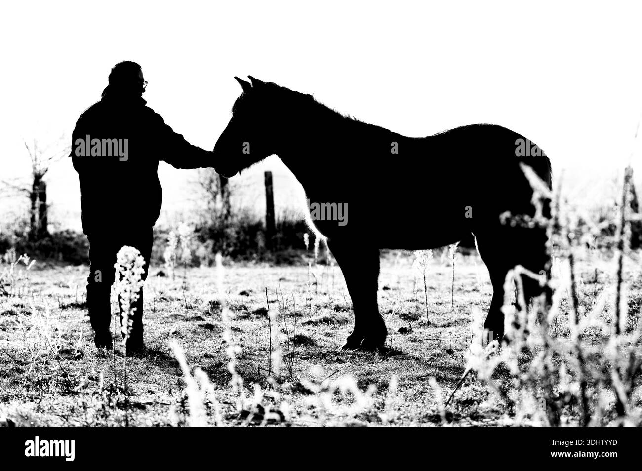 Silhouettes d'un humain et d'un cheval dans un champ d'hiver contrasté, Konik, cheval Konik, poney Konik (Equus caballus gemelli), hiver, conservation de paysage Banque D'Images