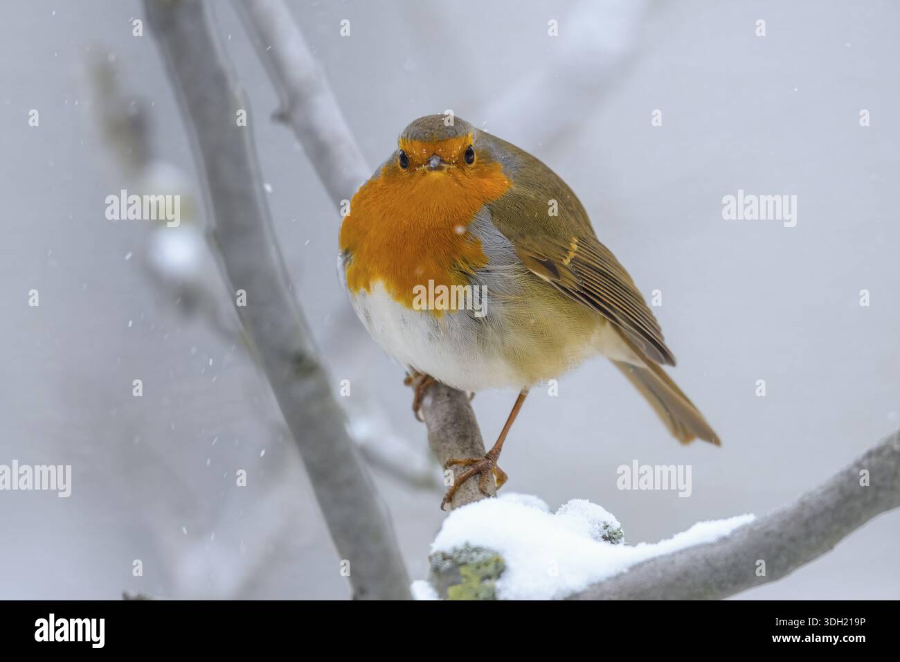 Un robin (Erithacus rubecula) est assis sur une branche enneigée et regarde dans la caméra, parc naturel de Duemmerniederung, basse-Saxe, Allemagne Banque D'Images