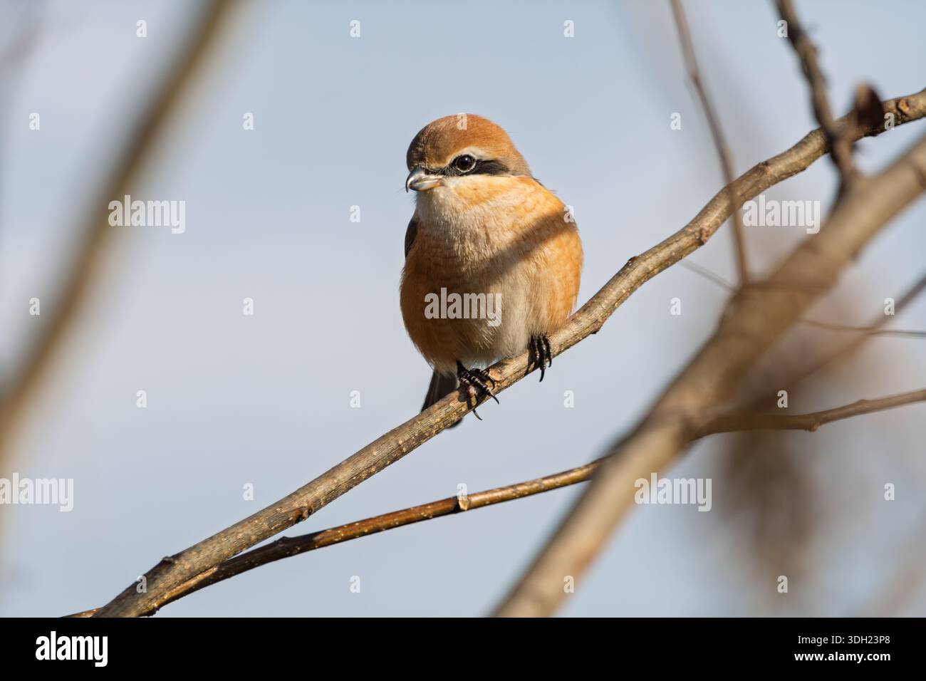 Oiseau à tête de taureau perché sur une branche d'arbre sous un ciel dégagé Banque D'Images