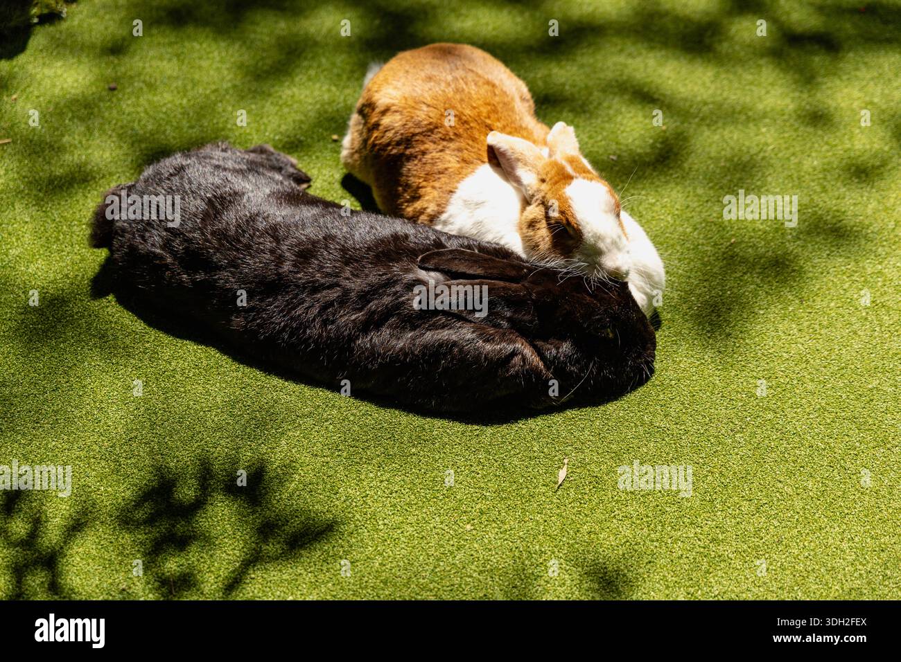 Deux lapins reposant ensemble Sunny Grass Banque D'Images
