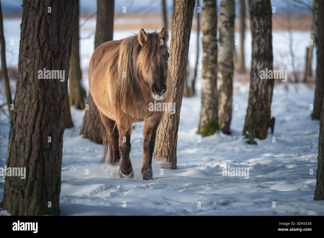 Cheval Konik sauvage brun avec une longue crinière marchant à travers la forêt enneigée parmi les troncs d'arbres. Banque D'Images