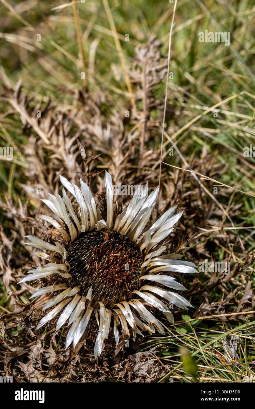 Une fleur de chardon sans tige (Carlina acaulis) entourée d'herbe sèche. La nature met en valeur sa beauté dans cette région. Banque D'Images