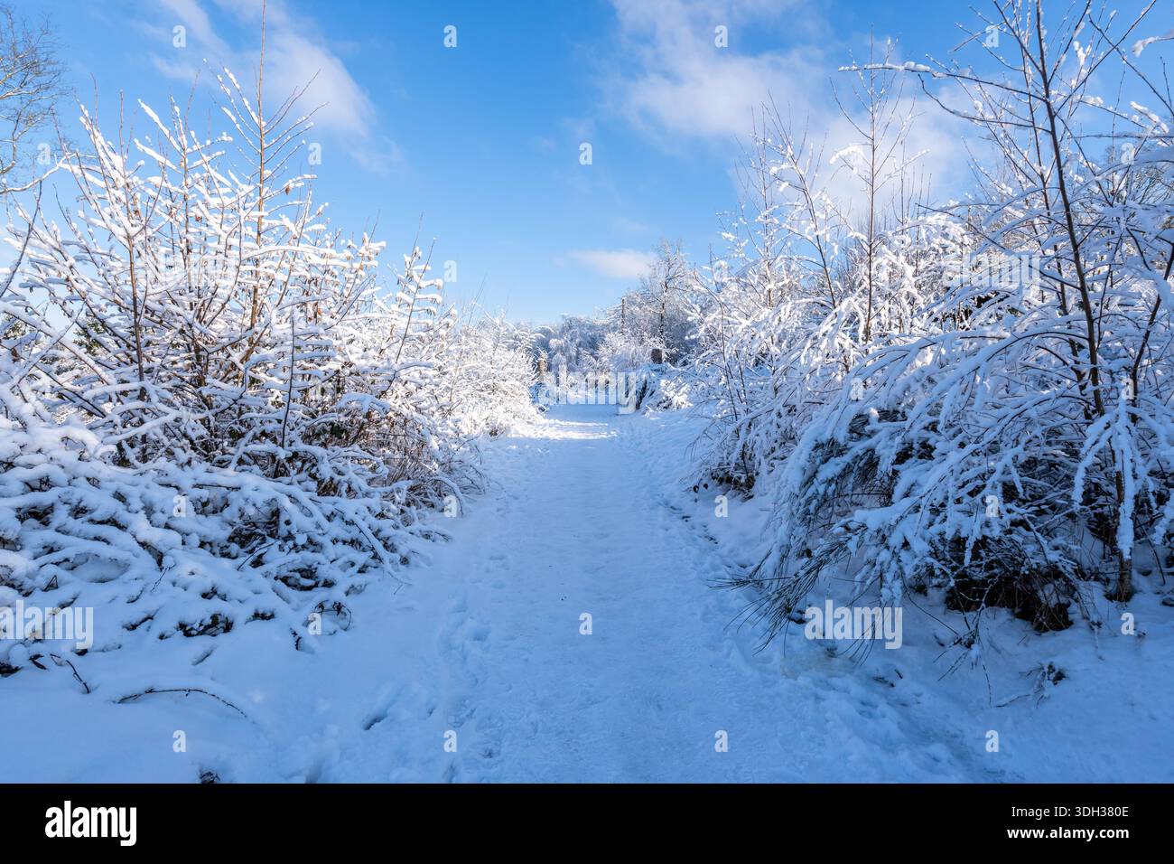 Sentier de randonnée dans un paysage enneigé dans le quartier allemand Oberberg Banque D'Images