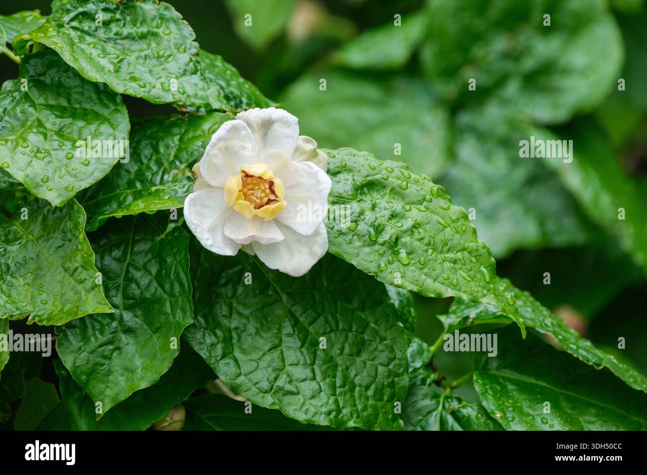 Calycanthus chinensis, arbuste doux chinois, fleurs ont des pétales blancs qui se chevauchent entourent l'anneau de pétales jaunes, base marron, Banque D'Images