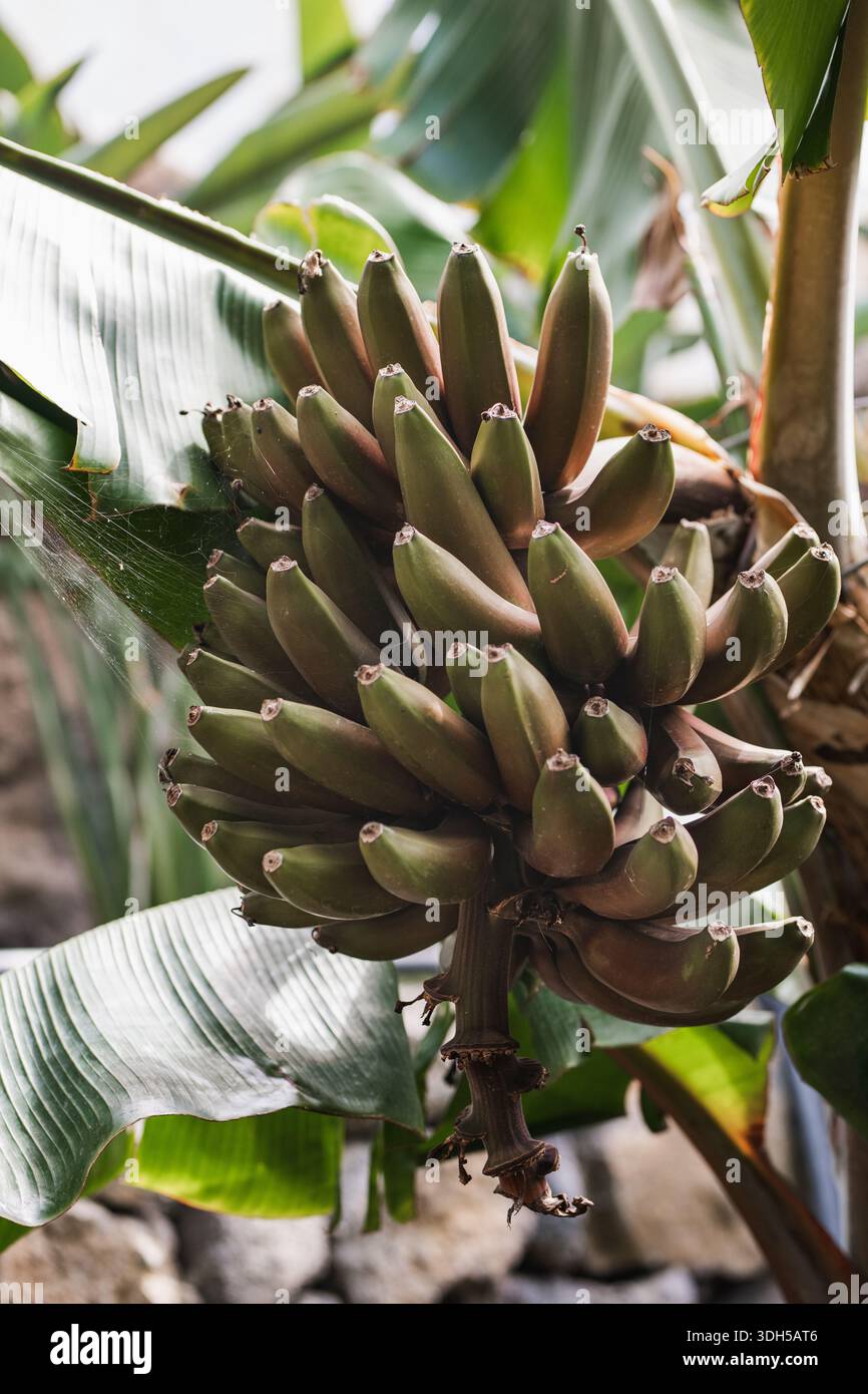 Vue rapprochée des bananes non mûres sur une plante avec de grandes feuilles vertes. Le cadre tropical met en valeur le feuillage vibrant et les détails naturels riches de la BA Banque D'Images