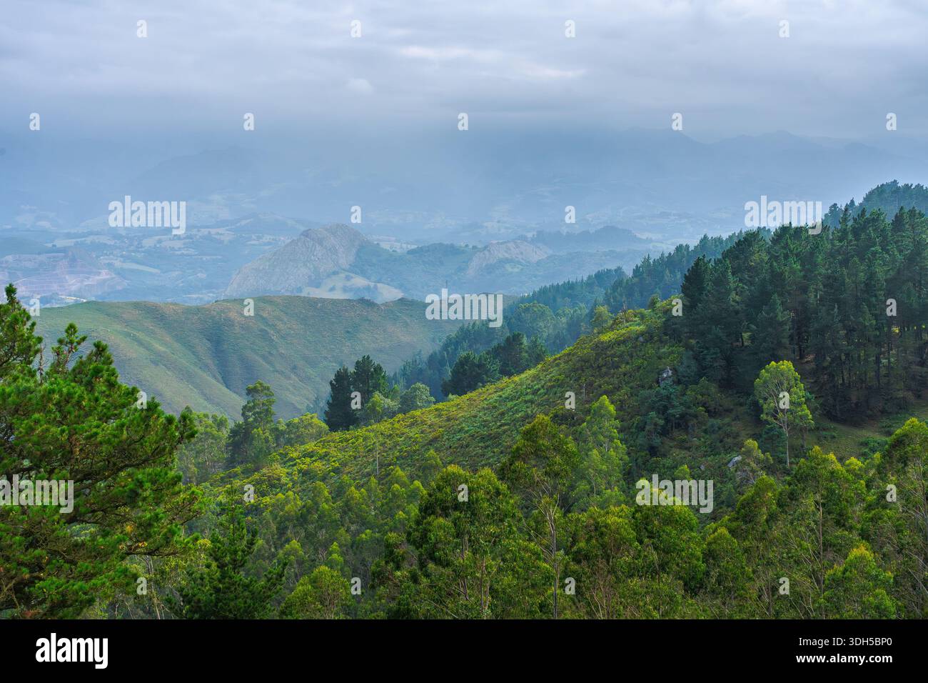 Une vue pittoresque sur un paysage forestier luxuriant au printemps, avec un feuillage vert vibrant et des collines ondulantes sous un ciel doux et nuageux. Idéal pour natur Banque D'Images