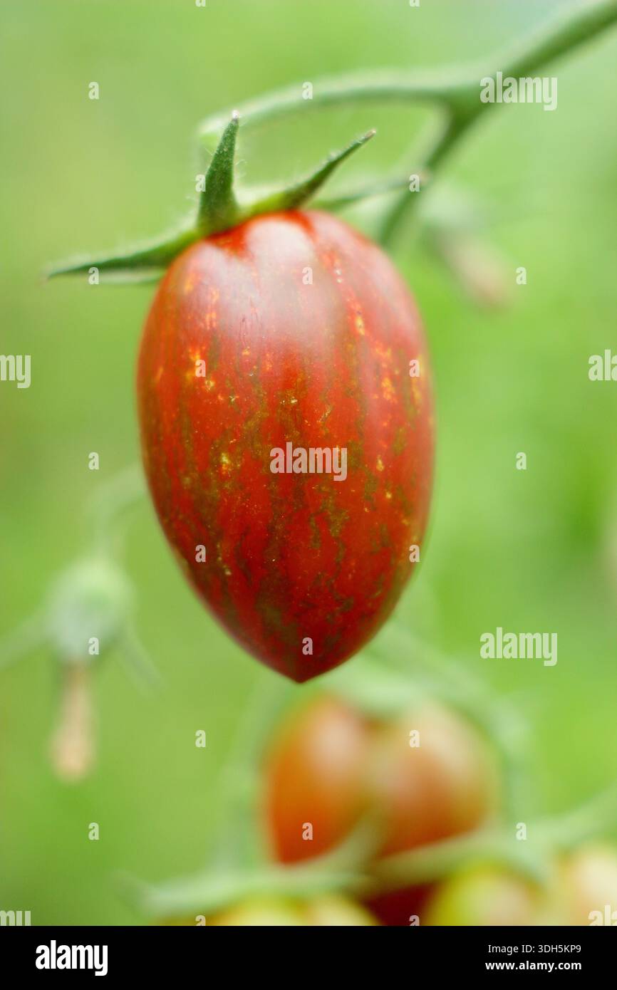 Plant de tomate 'Shimmer'. Solanum lycopersicum Shimmer F1 cordon tomate sur la vigne. Tomates douces en forme d'amande avec peau rayée rouge et verte. Banque D'Images