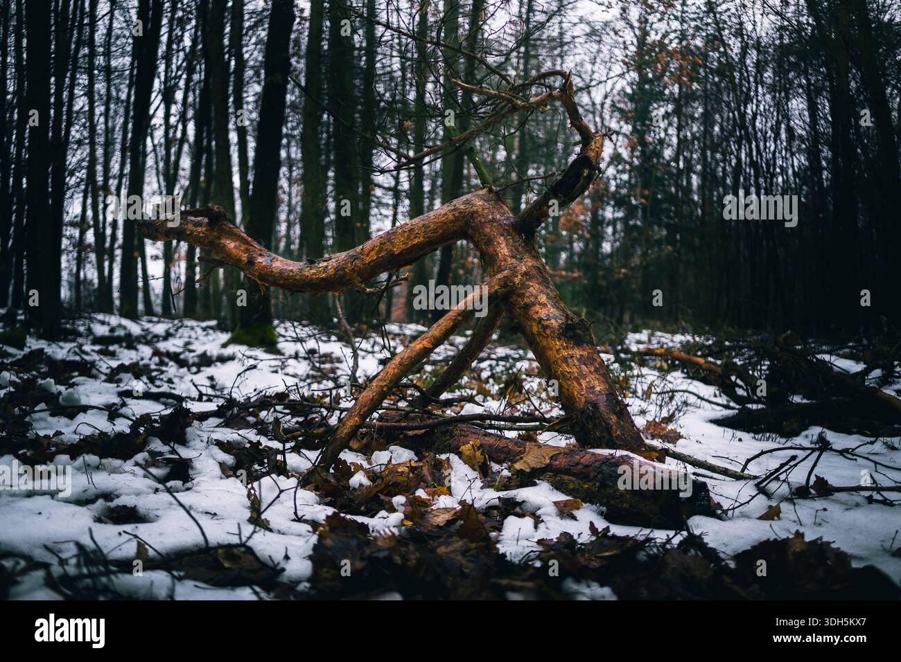 Troncs d'arbres poussant dans un environnement forestier naturel Banque D'Images