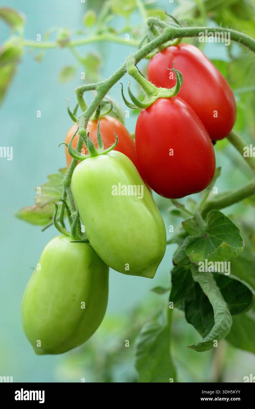 Tomate Roma, une variété de tomates prunes avec peu de graines, poussant sur la vigne. Solanum lycopersicum. Banque D'Images