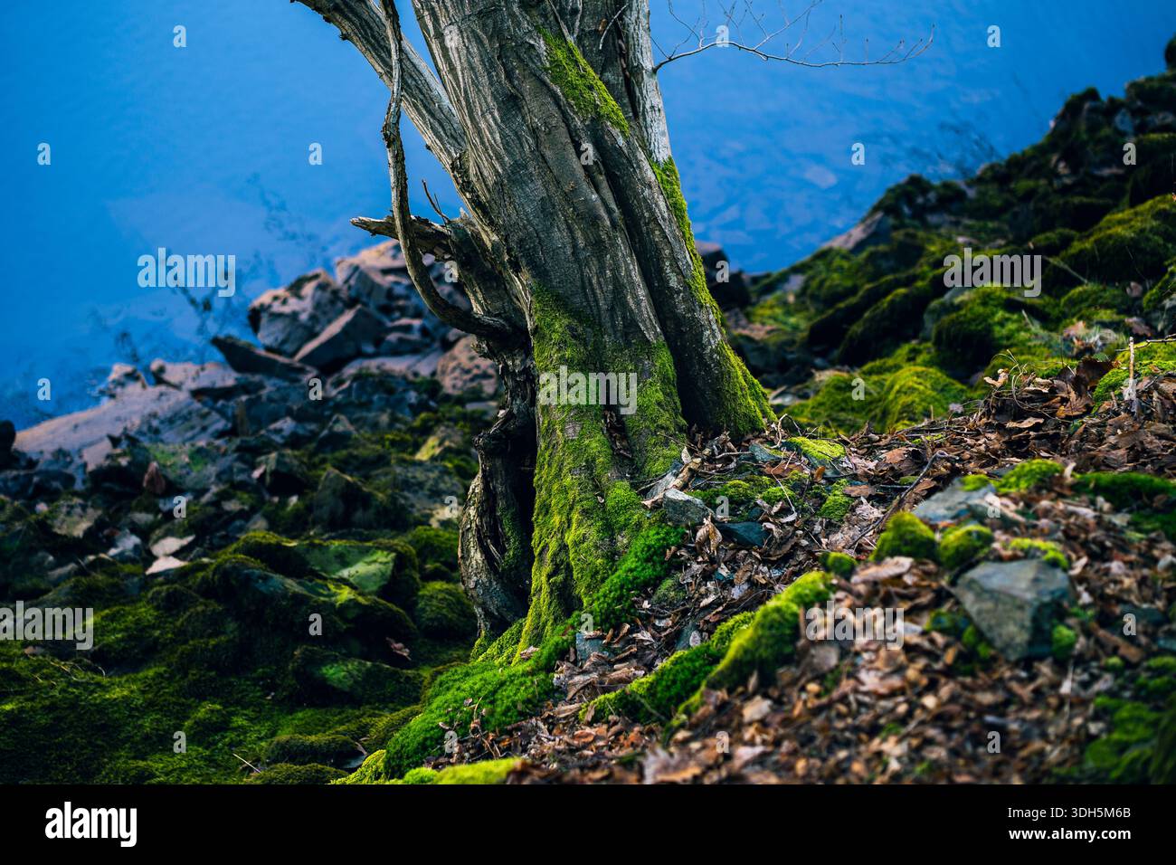 Troncs d'arbres poussant dans un environnement forestier naturel Banque D'Images