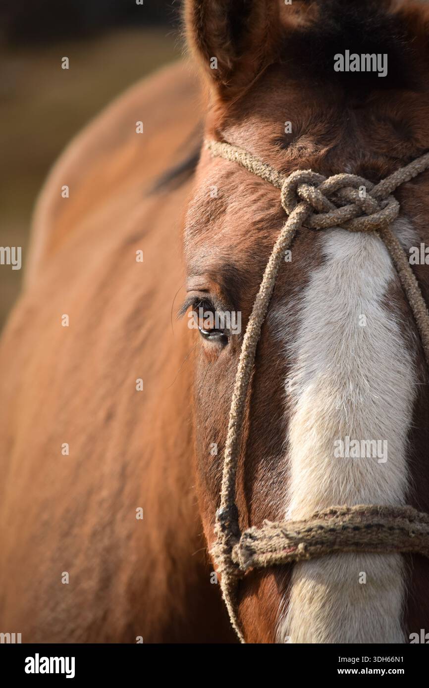 Portrait d'un visage de cheval brun chesnut Banque D'Images