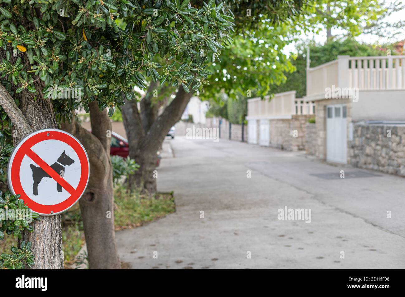 Un panneau non-chiens attaché à un arbre le long d'une rue résidentielle calme. Des feuilles luxuriantes encadrent la scène tandis qu'un mur de pierre et une clôture bordent les maisons, créant ainsi Banque D'Images