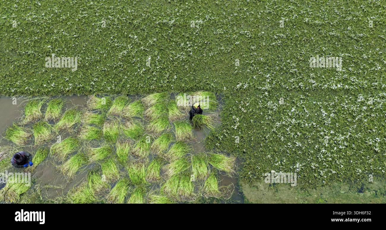 Les agriculteurs ont bravé le froid sévère pour récolter le céleri d'eau des rizières à la base de plantation de céleri d'eau du village de Changxiang à Hai'an, province du Jiangsu, Chine, le 20 janvier 2026. Banque D'Images