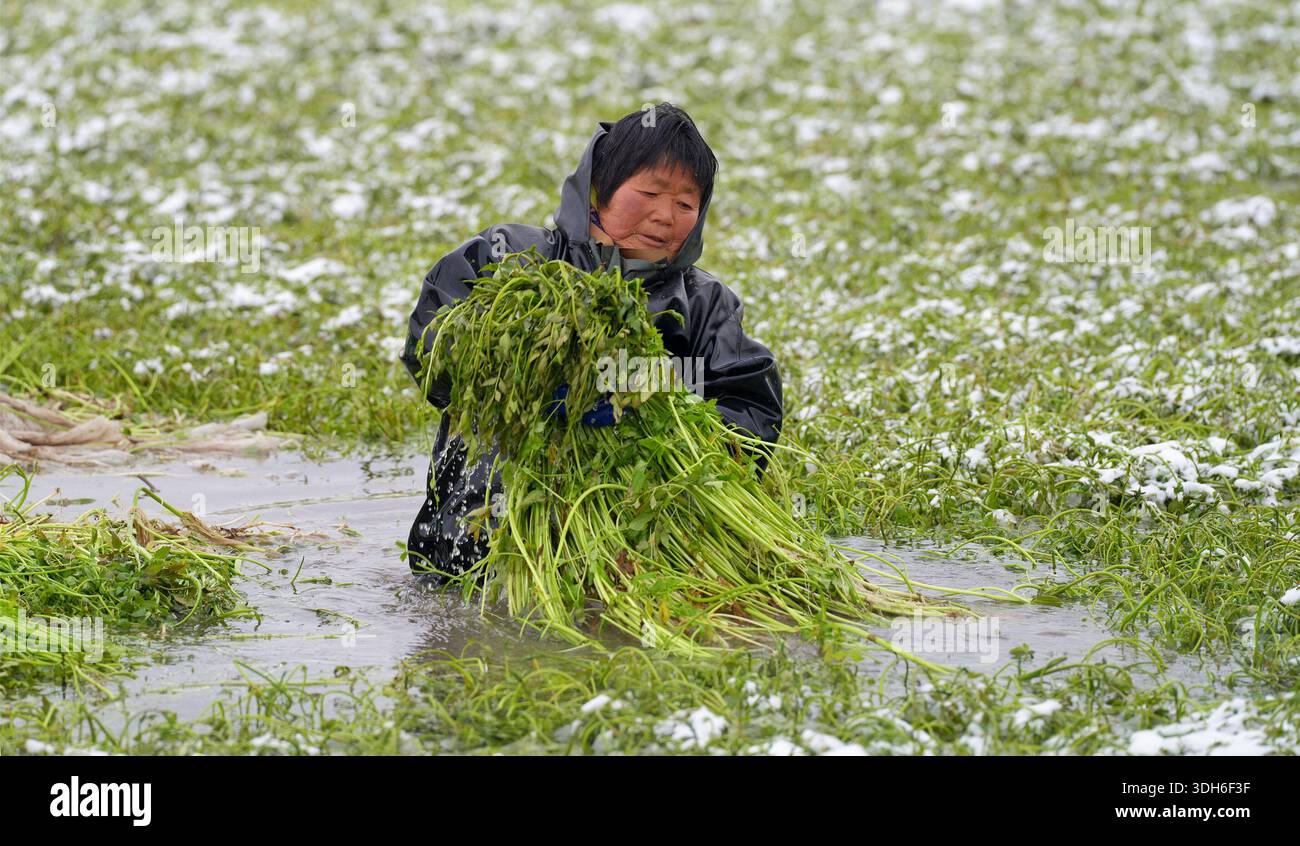 Les agriculteurs ont bravé le froid sévère pour récolter le céleri d'eau des rizières à la base de plantation de céleri d'eau du village de Changxiang à Hai'an, province du Jiangsu, Chine, le 20 janvier 2026. Banque D'Images