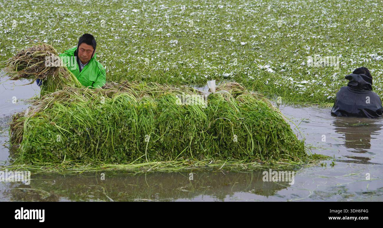 Les agriculteurs ont bravé le froid sévère pour récolter le céleri d'eau des rizières à la base de plantation de céleri d'eau du village de Changxiang à Hai'an, province du Jiangsu, Chine, le 20 janvier 2026. Banque D'Images