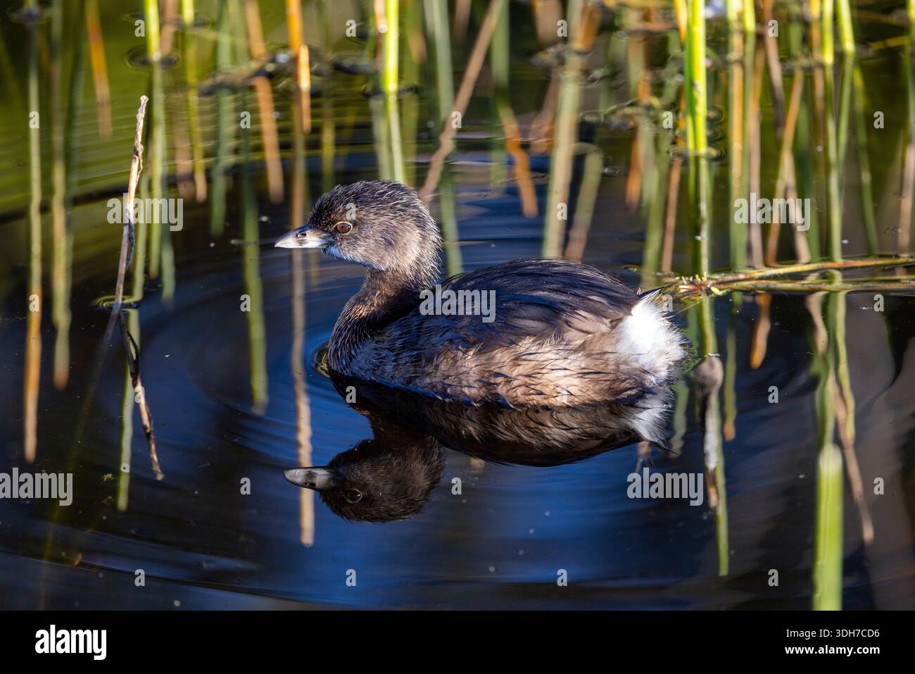 Pied-billed grebe (Podilymbus podiceps) - Green Cay Wetlands, Boynton Beach, Floride, États-Unis Banque D'Images