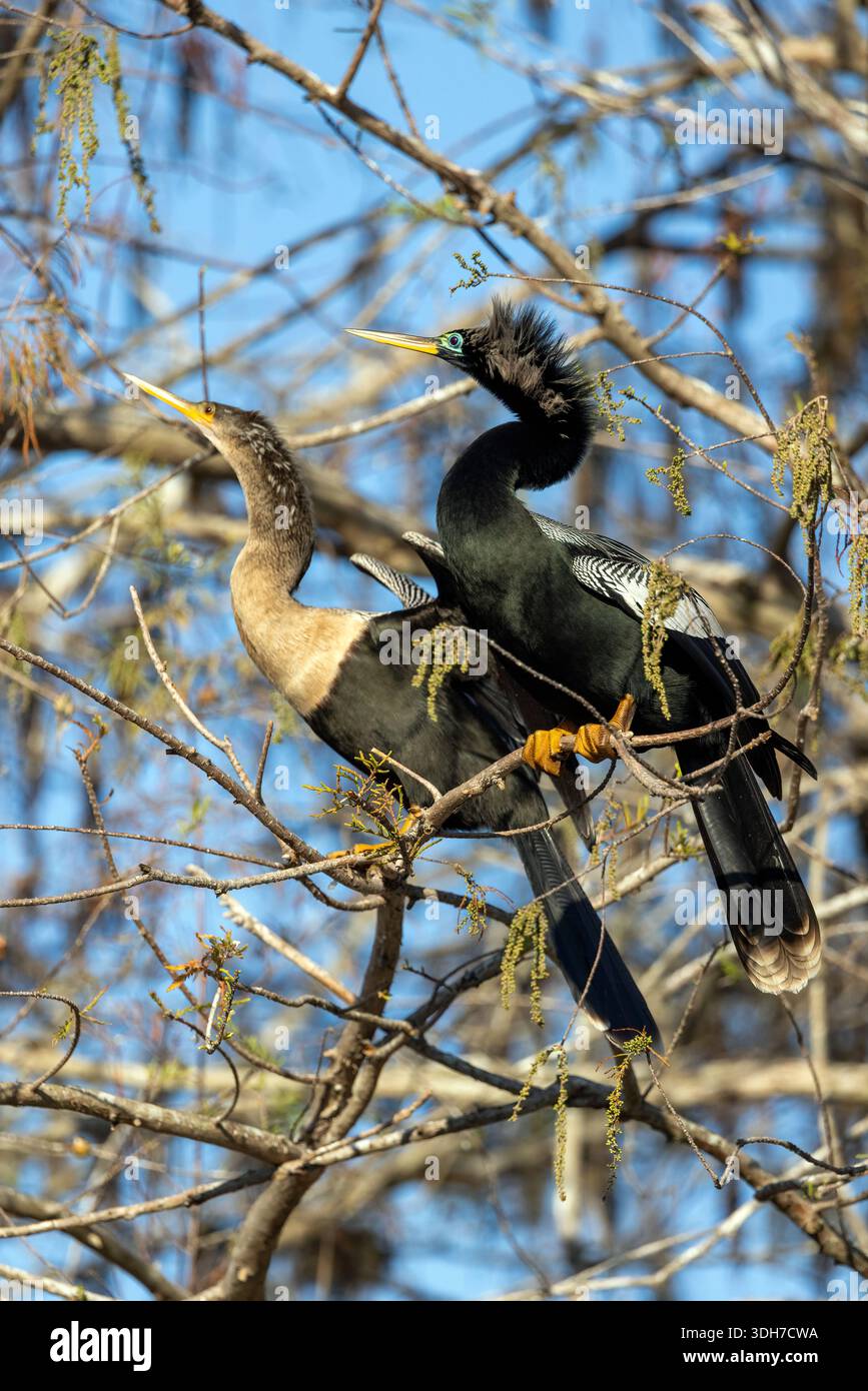 Anhinga (Anhinga anhinga) couple en plumage d'élevage - Green Cay Wetlands, Boynton Beach, Floride, États-Unis Banque D'Images