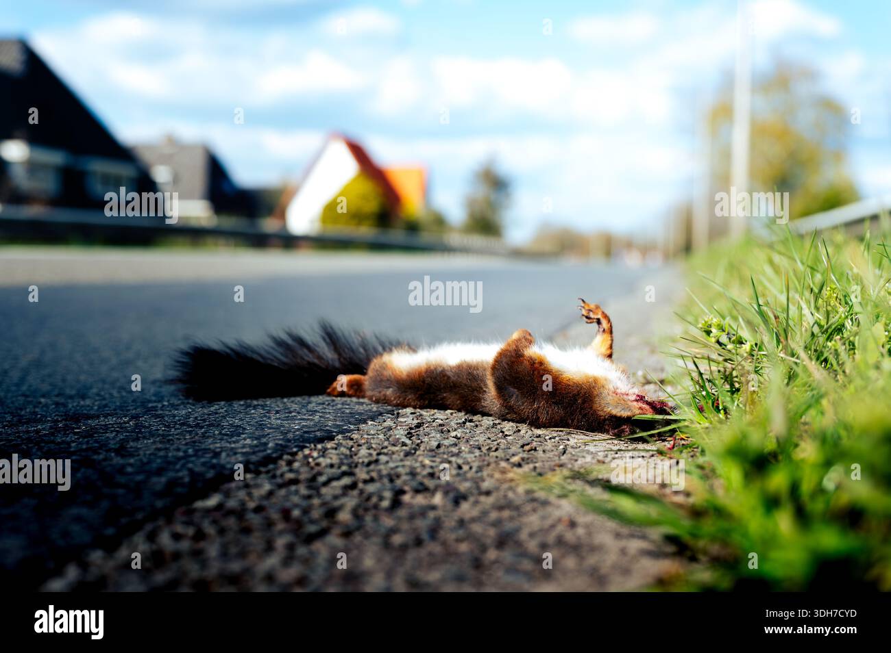 Écureuil roux eurasien (Sciurus vulgaris) couché mort sur le bord d'une route. Impact sur les accidents de la route, mortalité de la faune urbaine, asphalte et environnement de bordure d'herbe. Banque D'Images